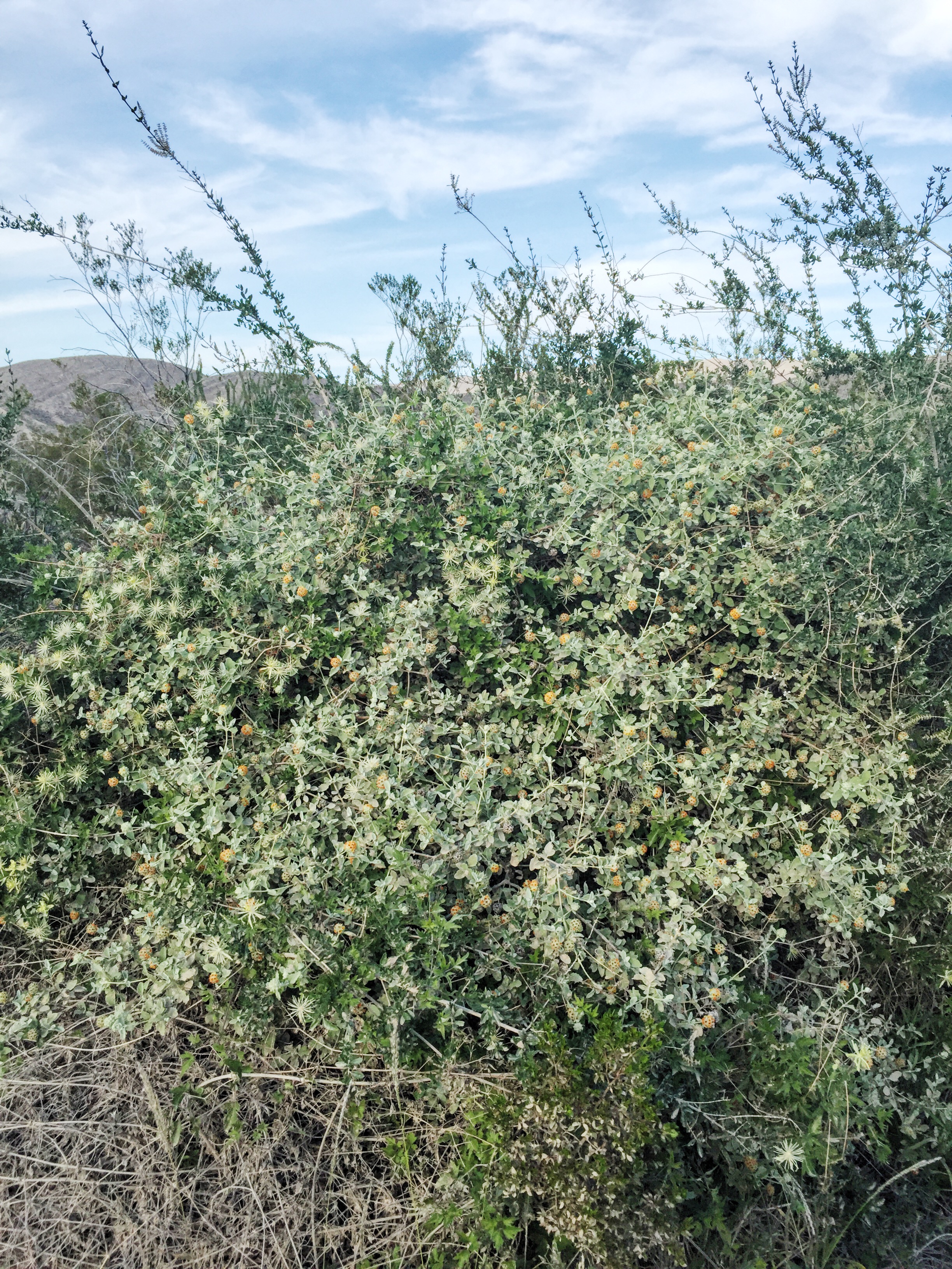 Buddleja marrubiifolia