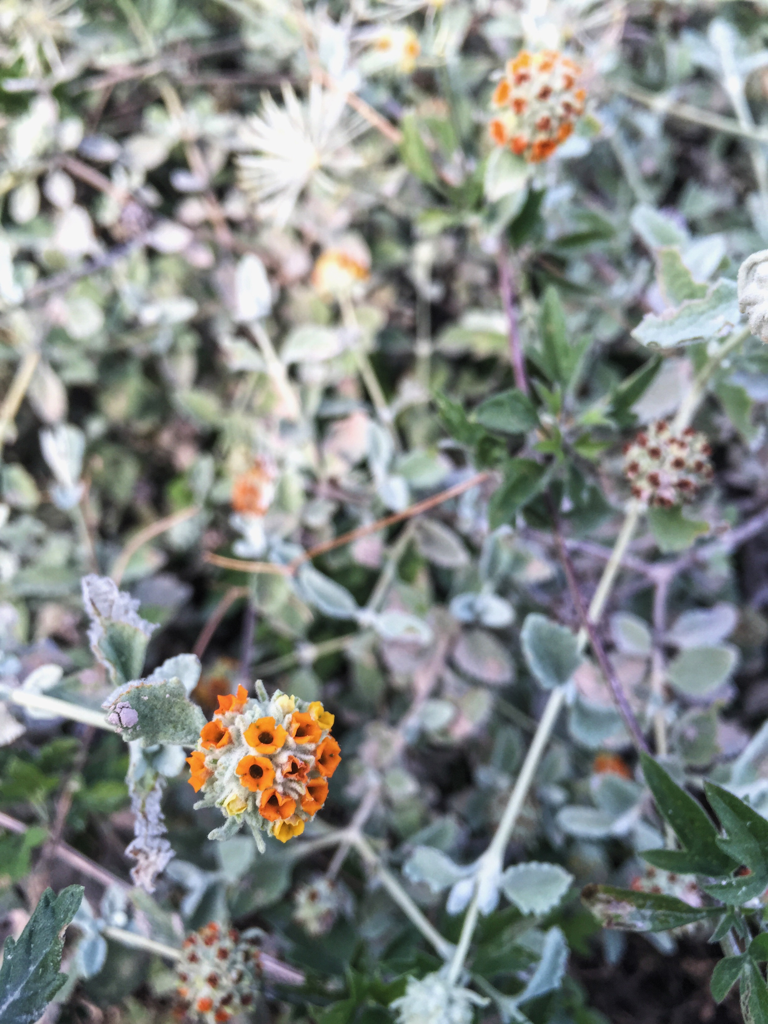 Buddleja marrubiifolia