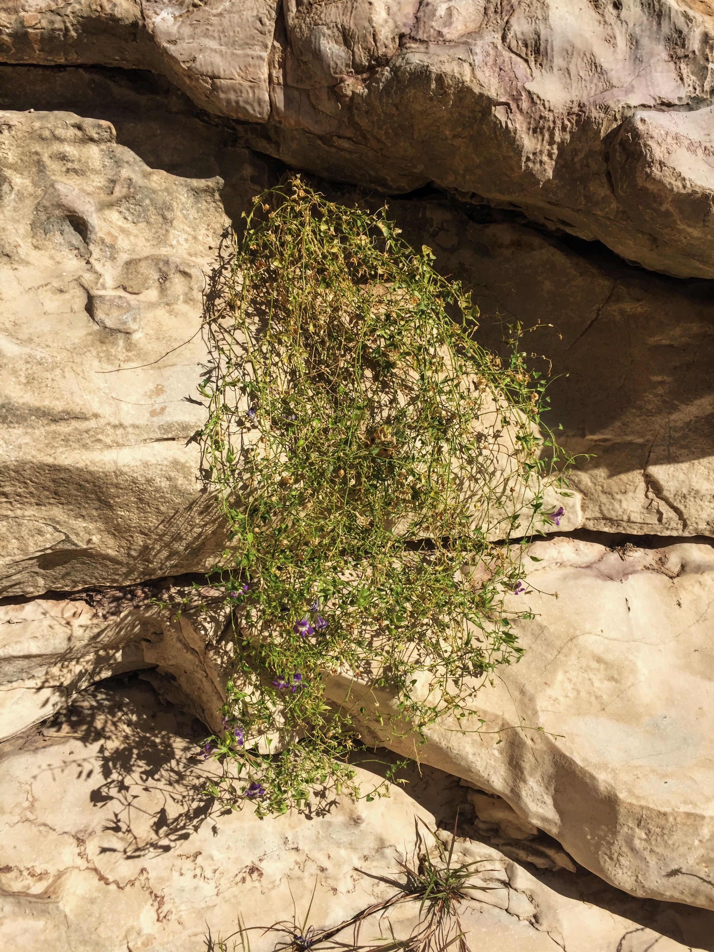 Maurandella antirrhiniflora