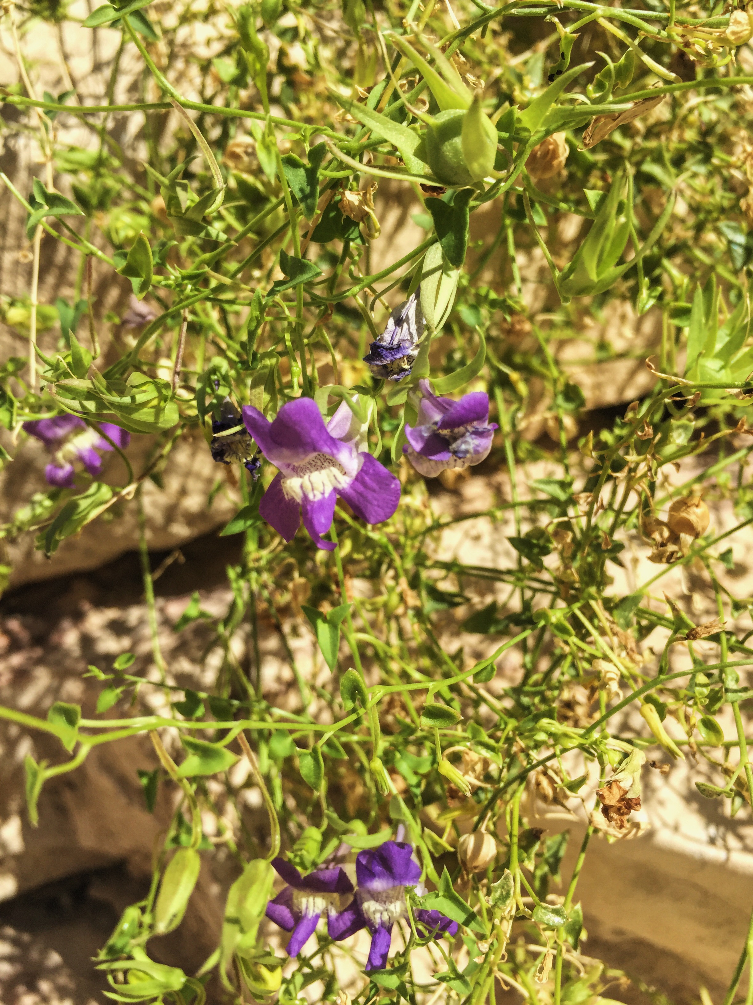 Maurandella antirrhiniflora