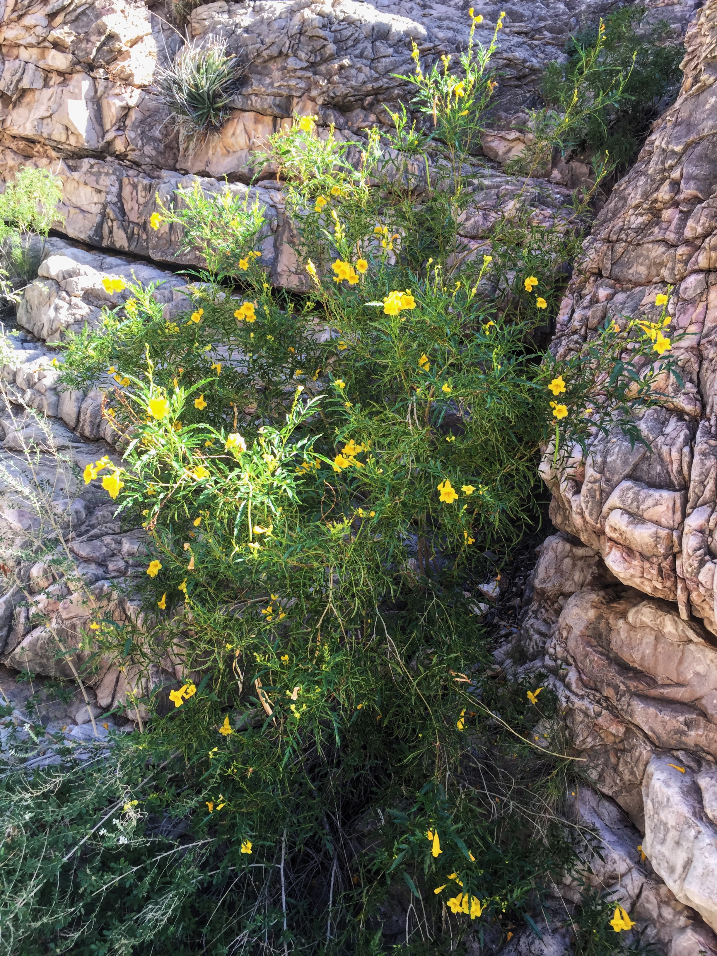 Tecoma stans