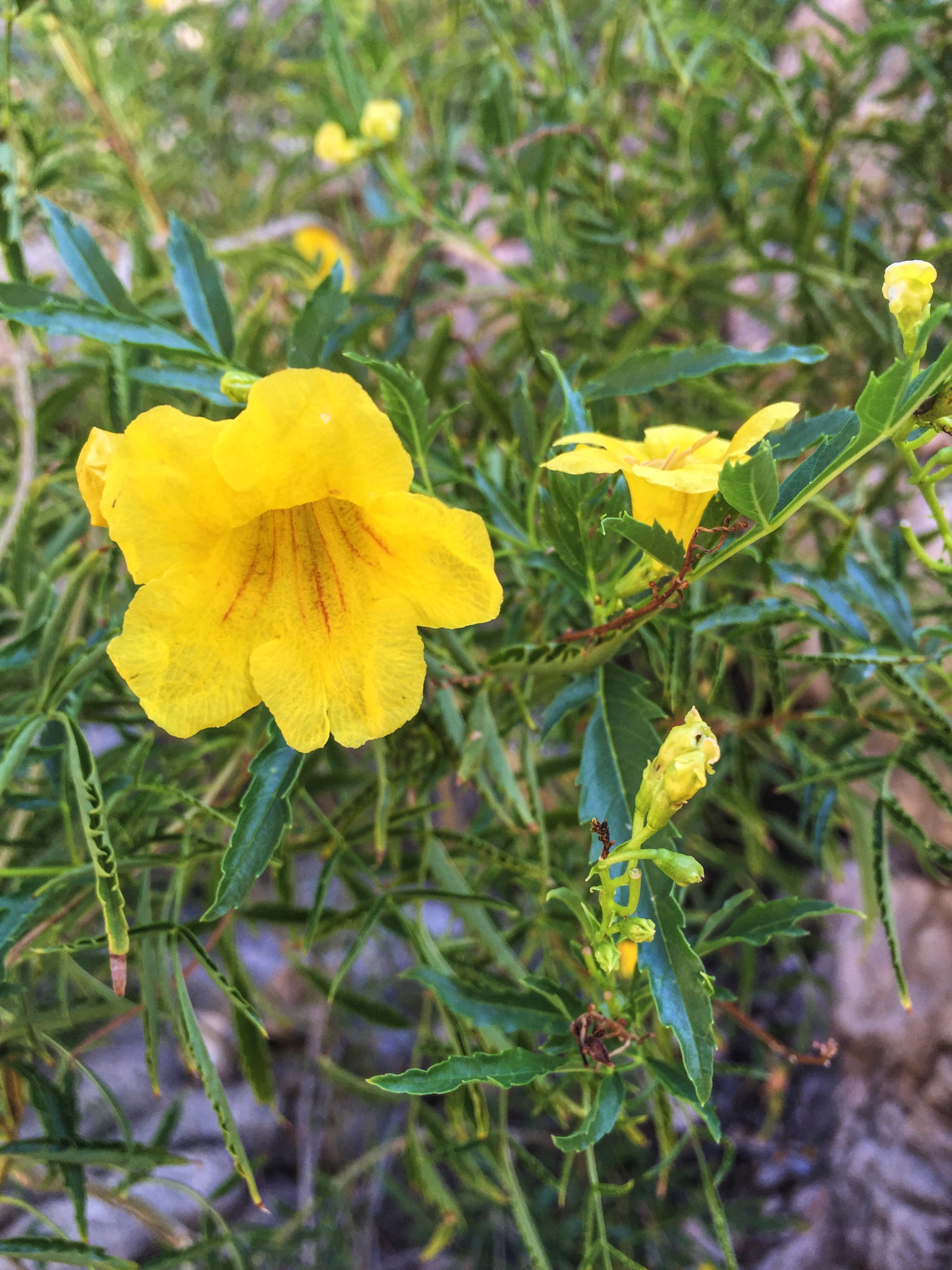 Tecoma stans