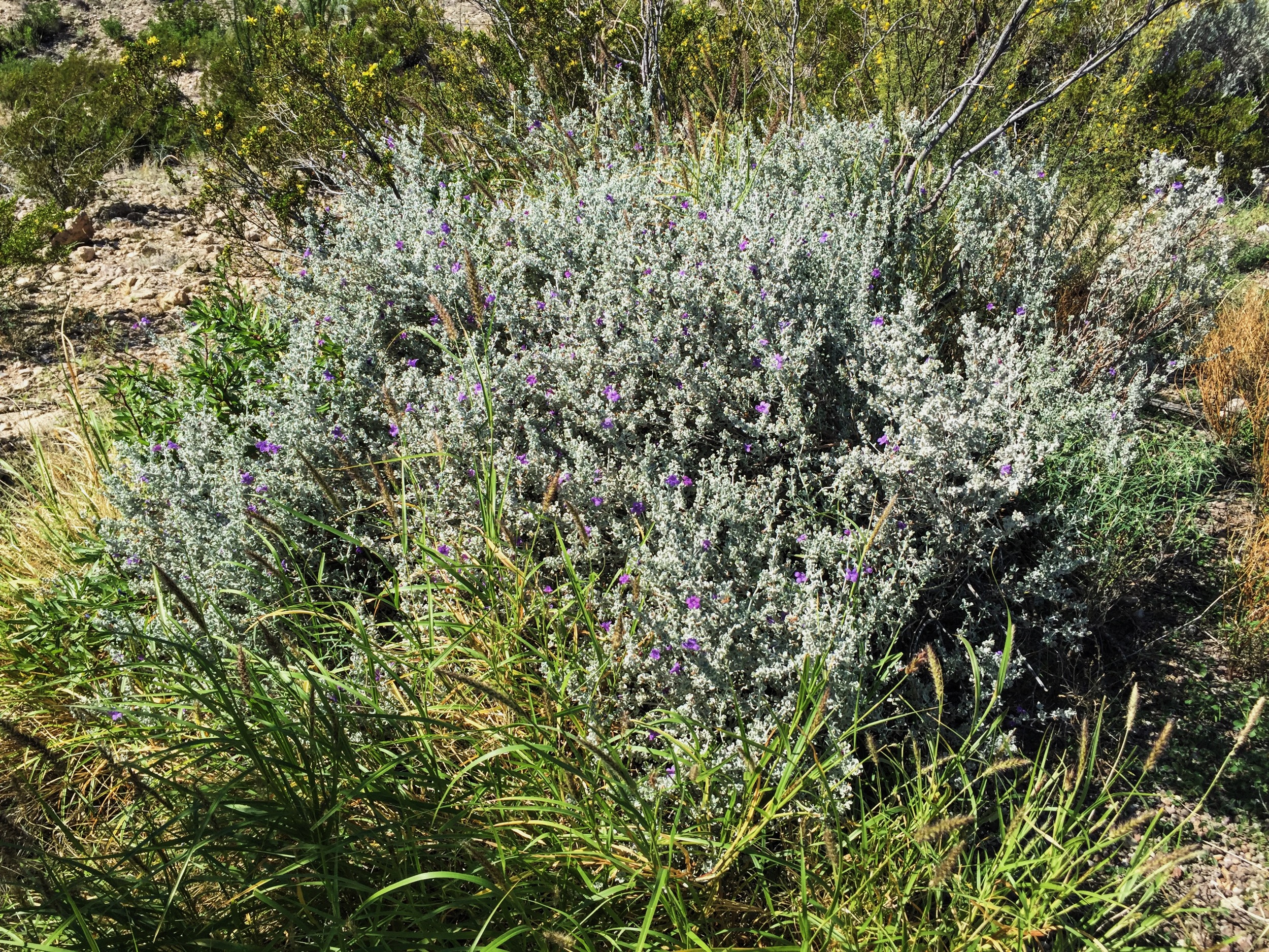 Leucophyllum candidum