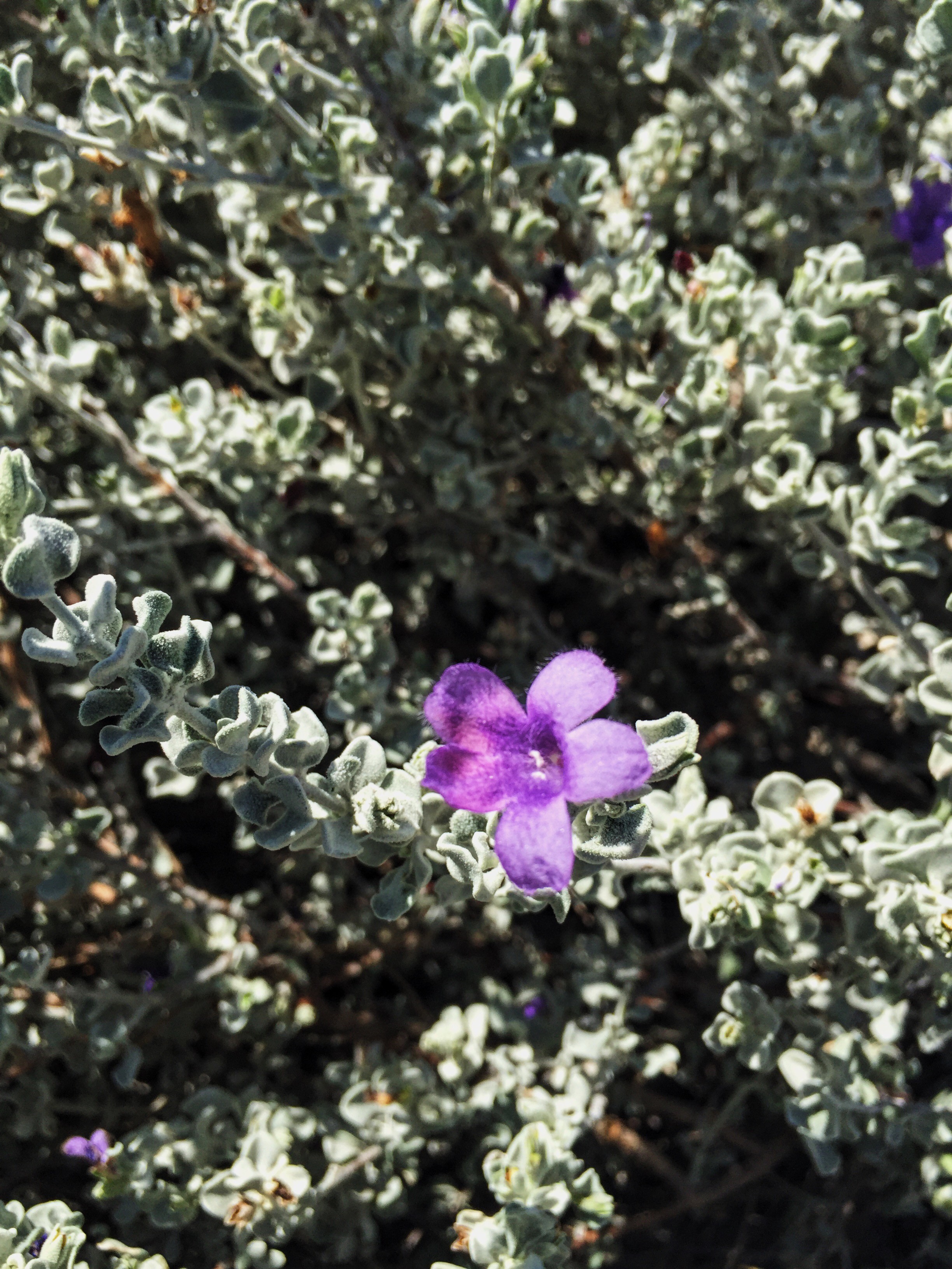 Leucophyllum candidum 