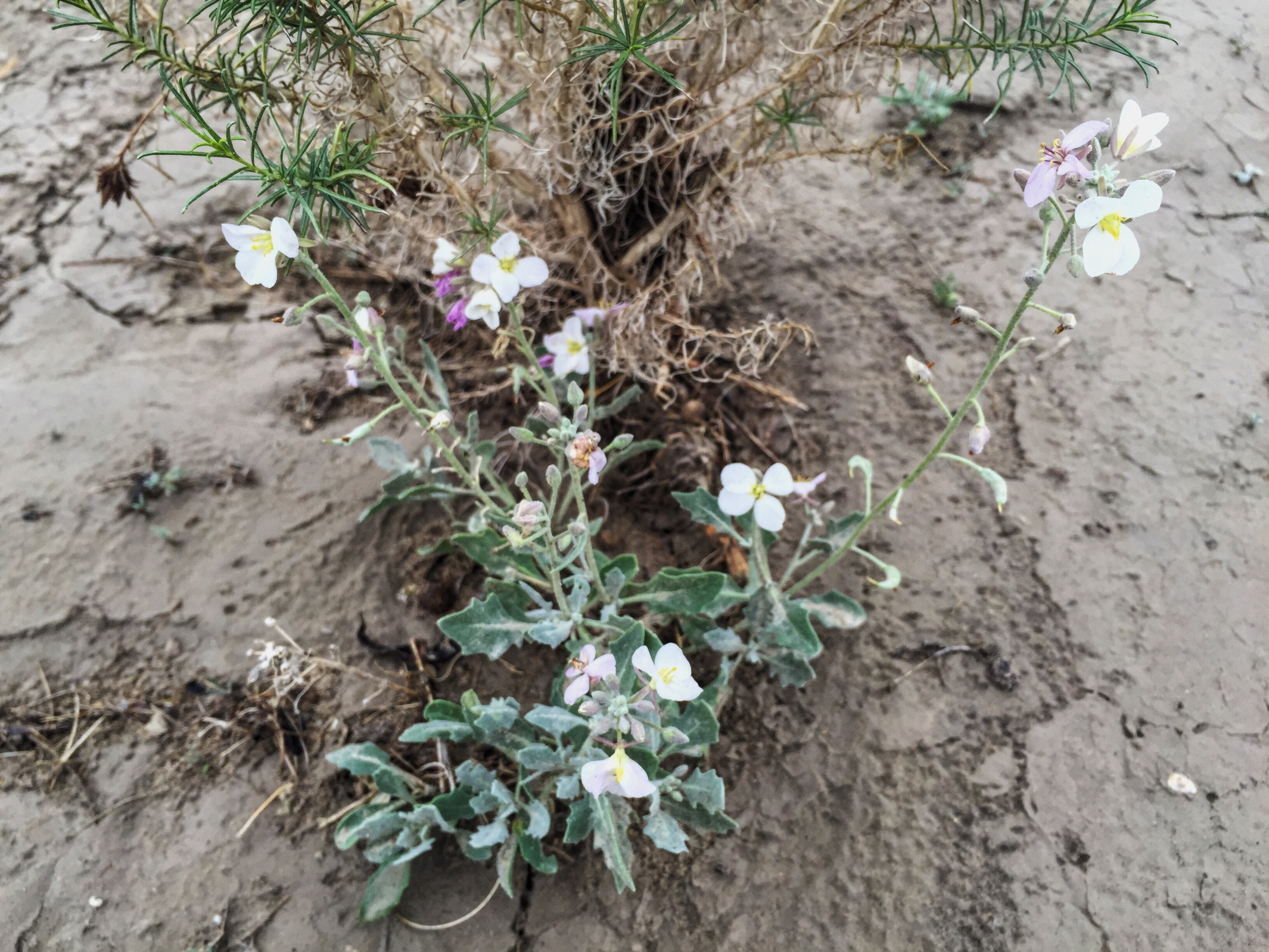 Nerisyrenia camporum 