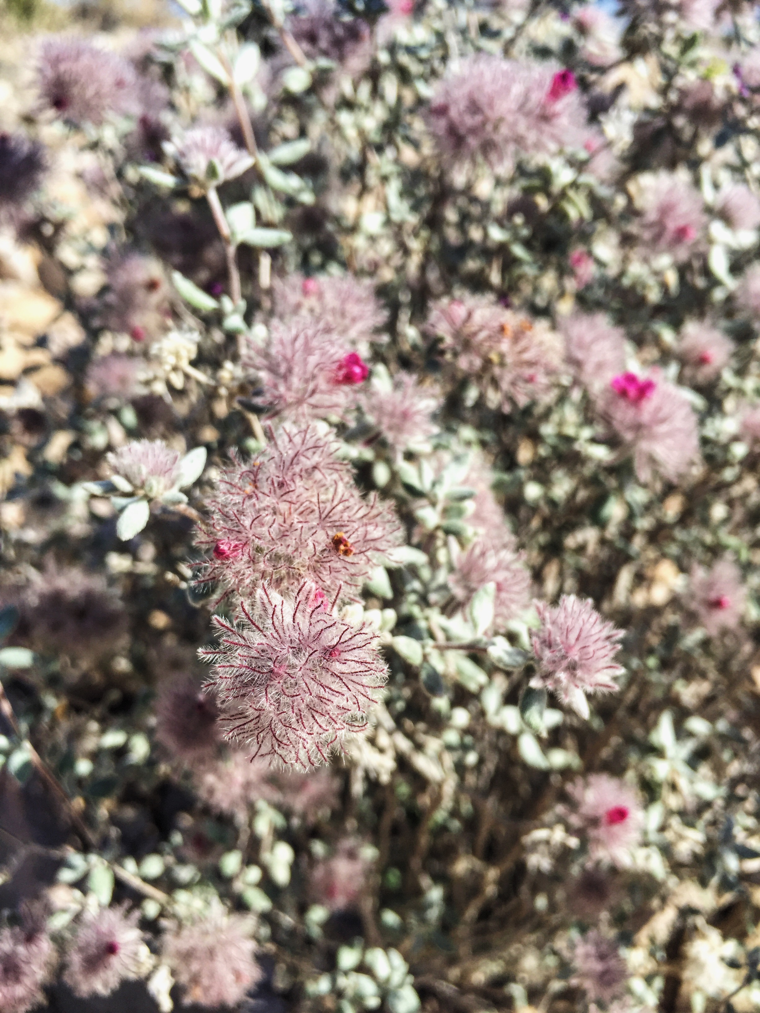 Tiquilia greggii