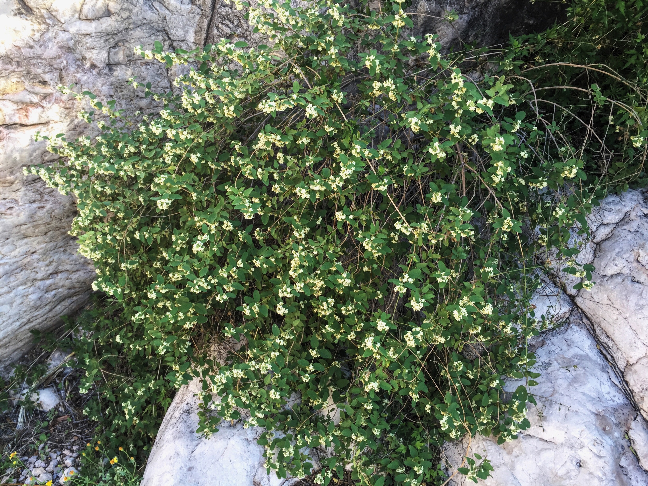 Lantana achyranthifolia