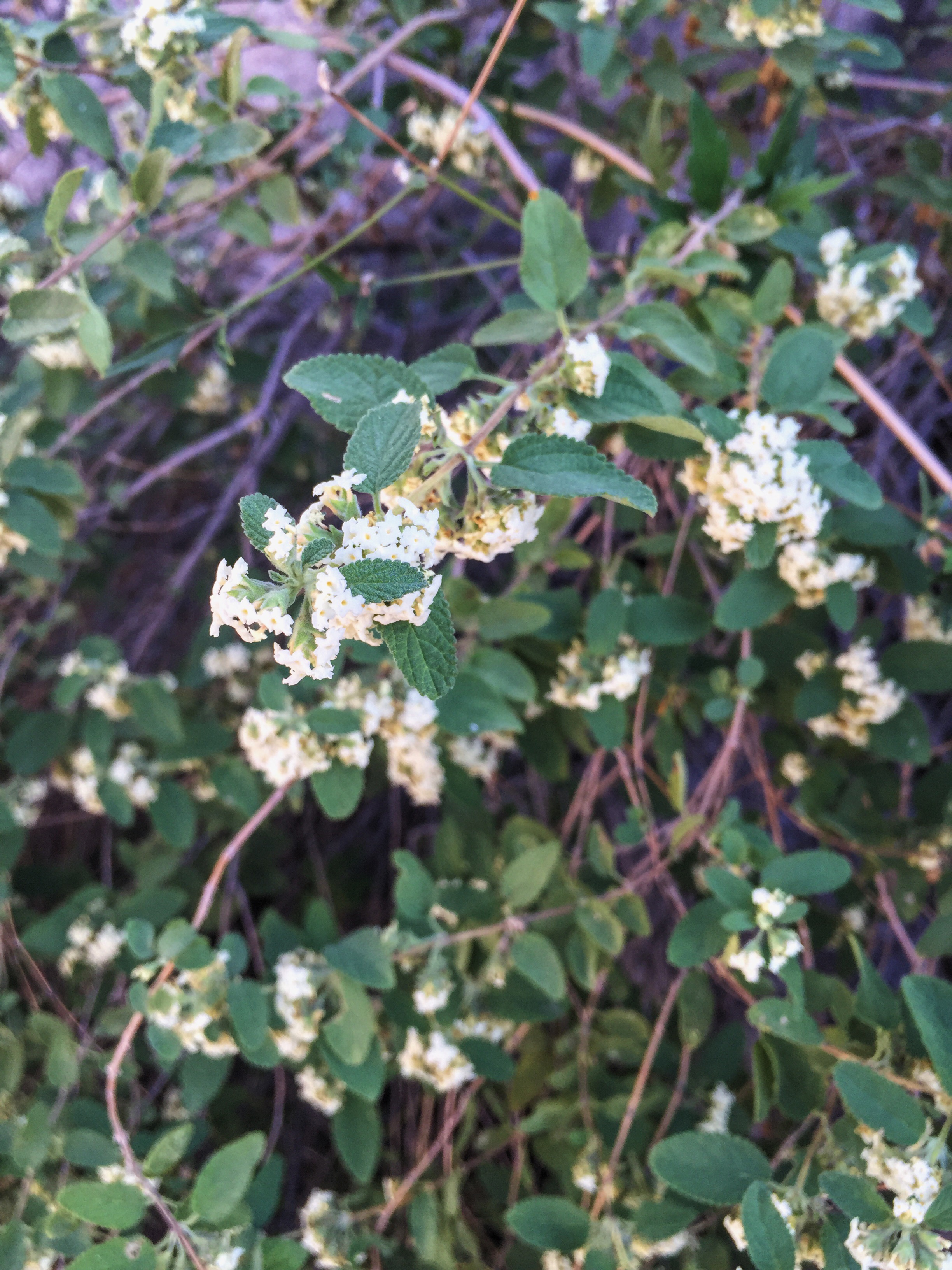 Lantana achyranthifolia