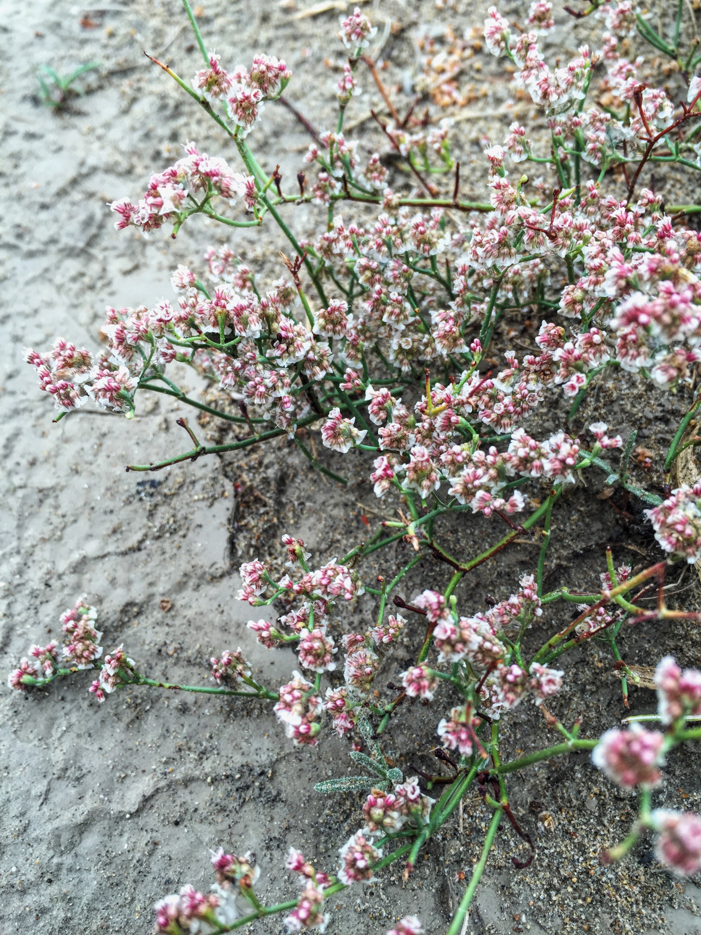 Eriogonum rotundifolium