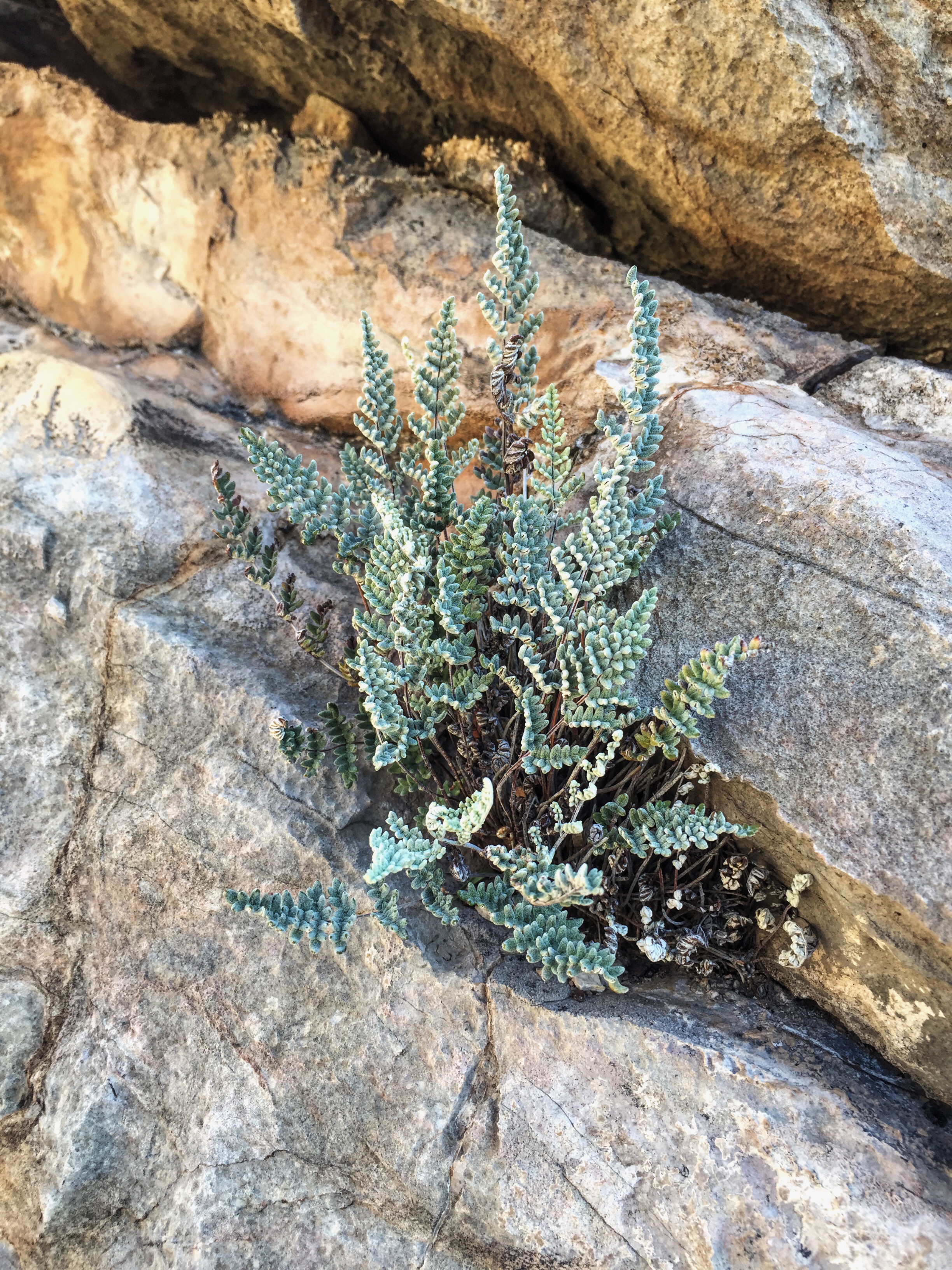 Cheilanthes sp. (tomentosa or villosa)
