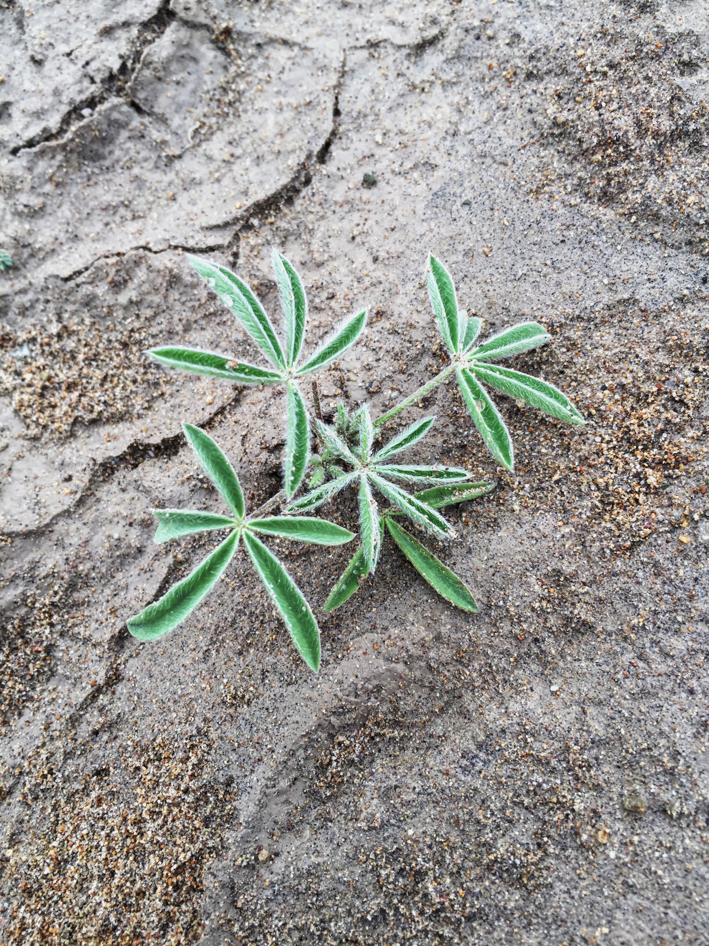 Lupinus havardii