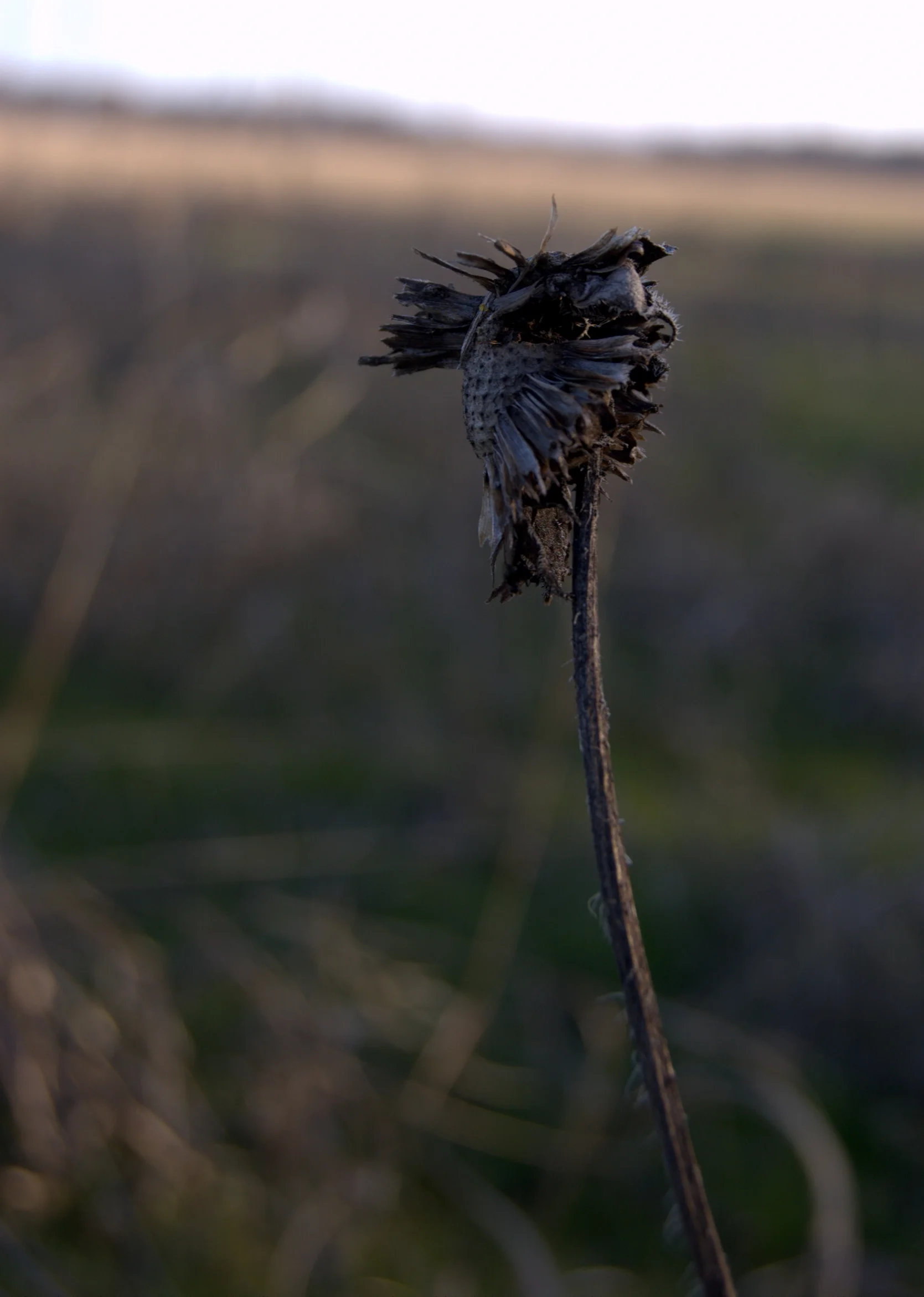 Helianthus sp.
