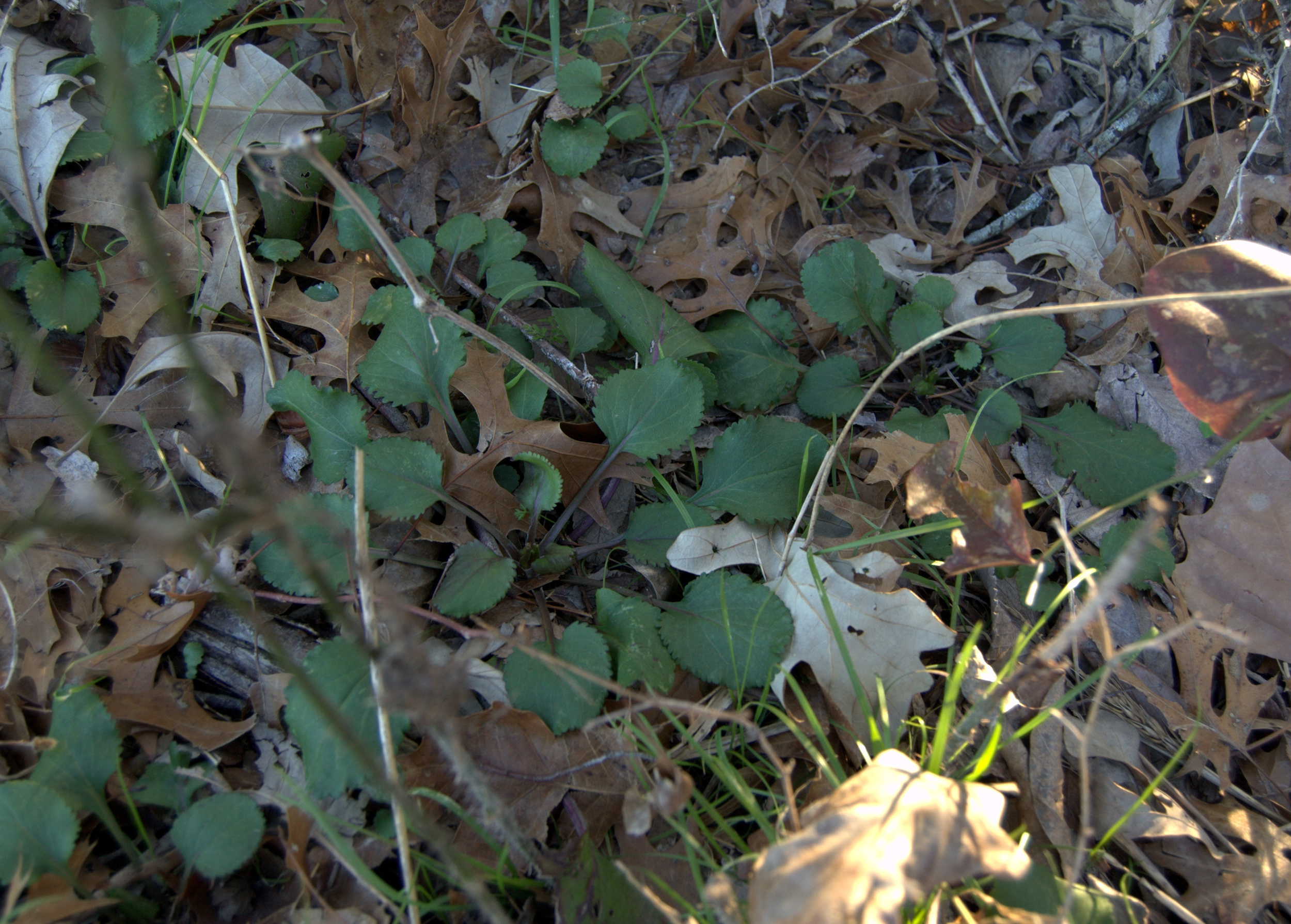Packera obovata