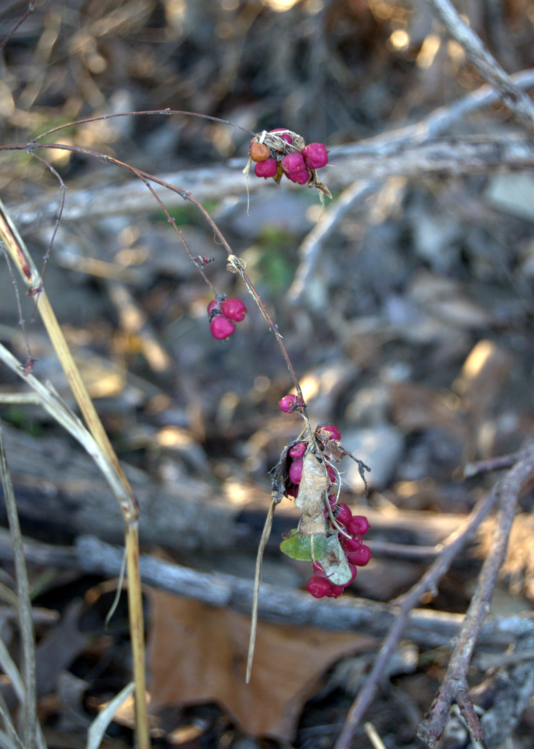 Symphoricarpos orbiculatus 