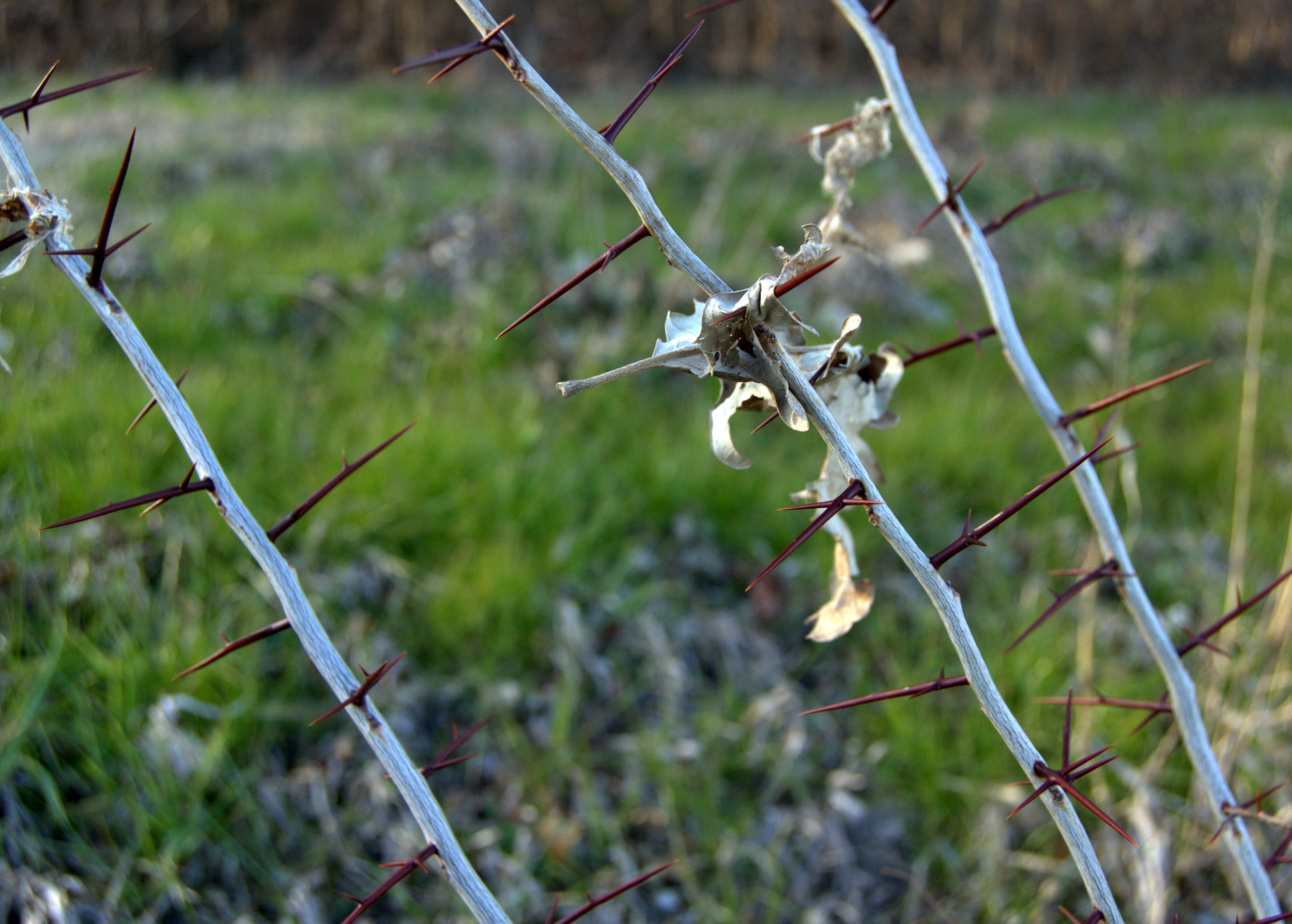 Gleditsia triacanthos