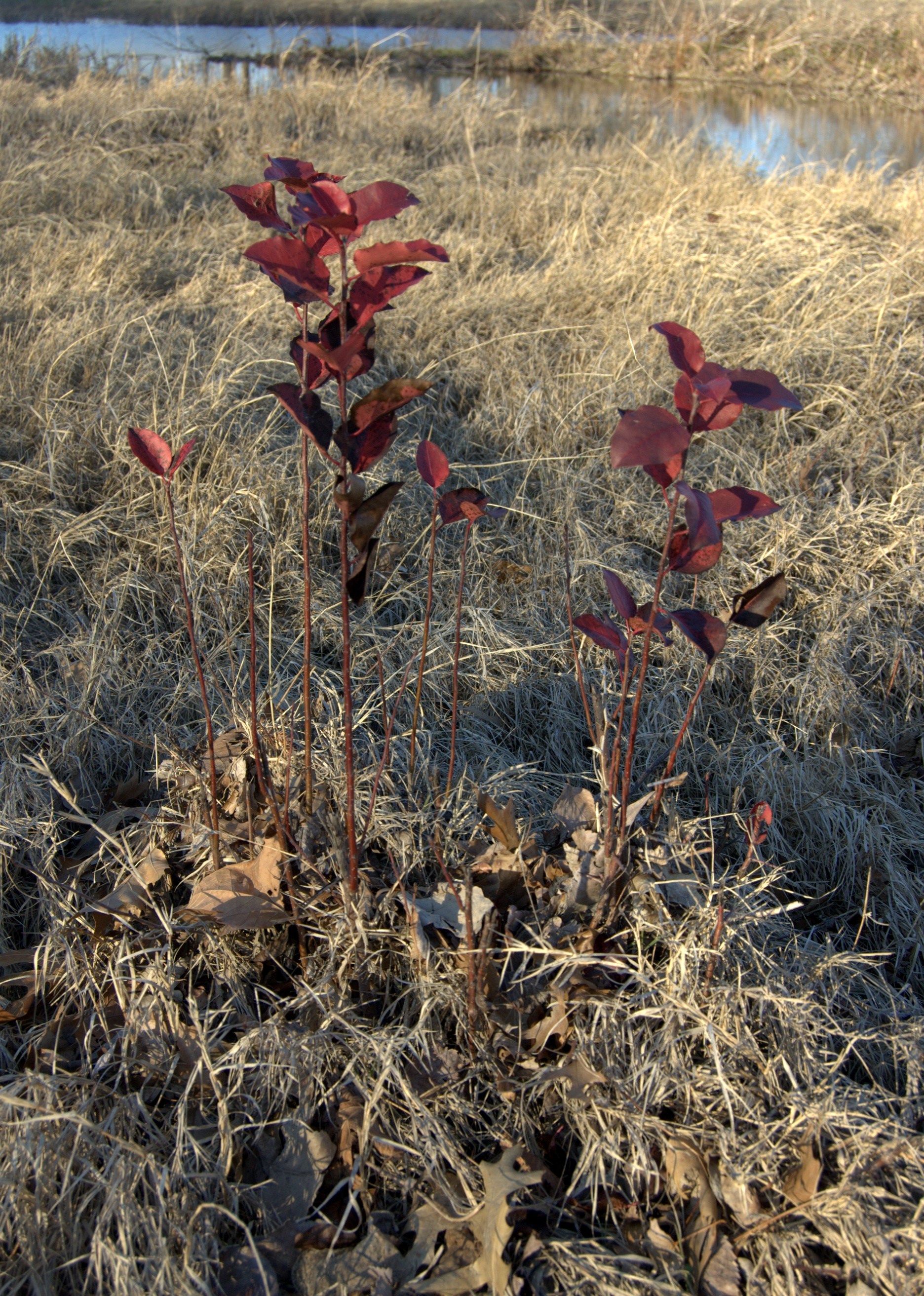 Pyrus calleryana