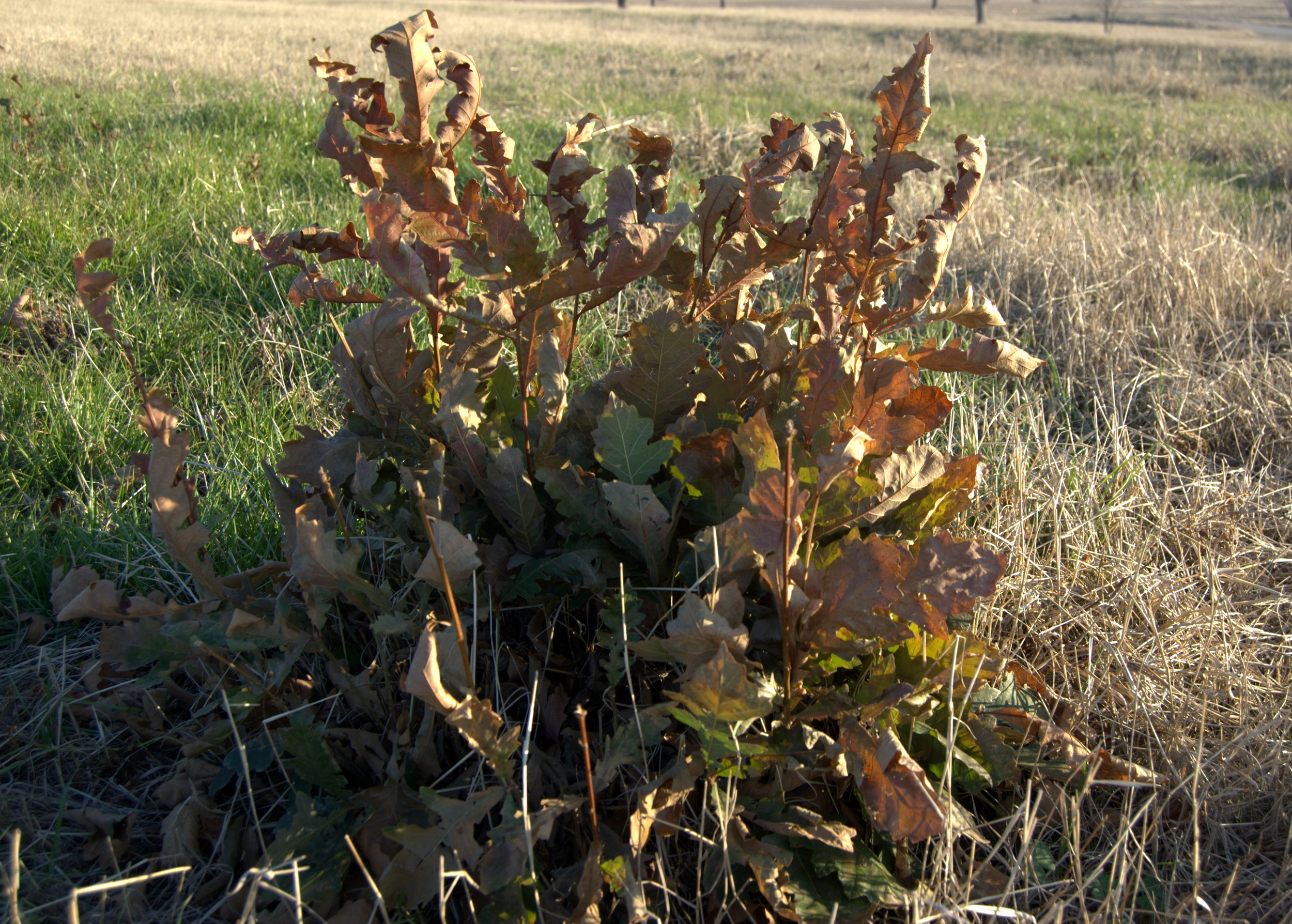 Quercus macrocarpa