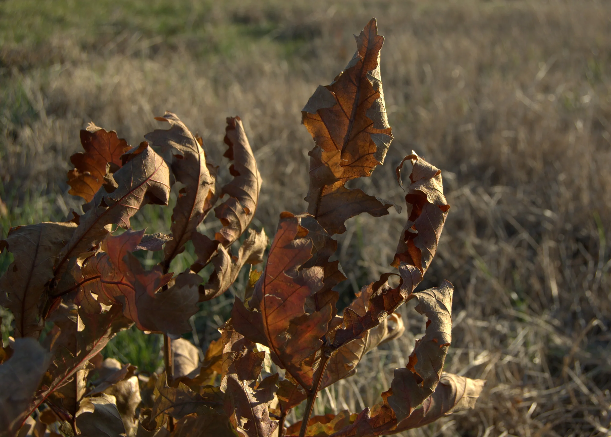 Quercus macrocarpa