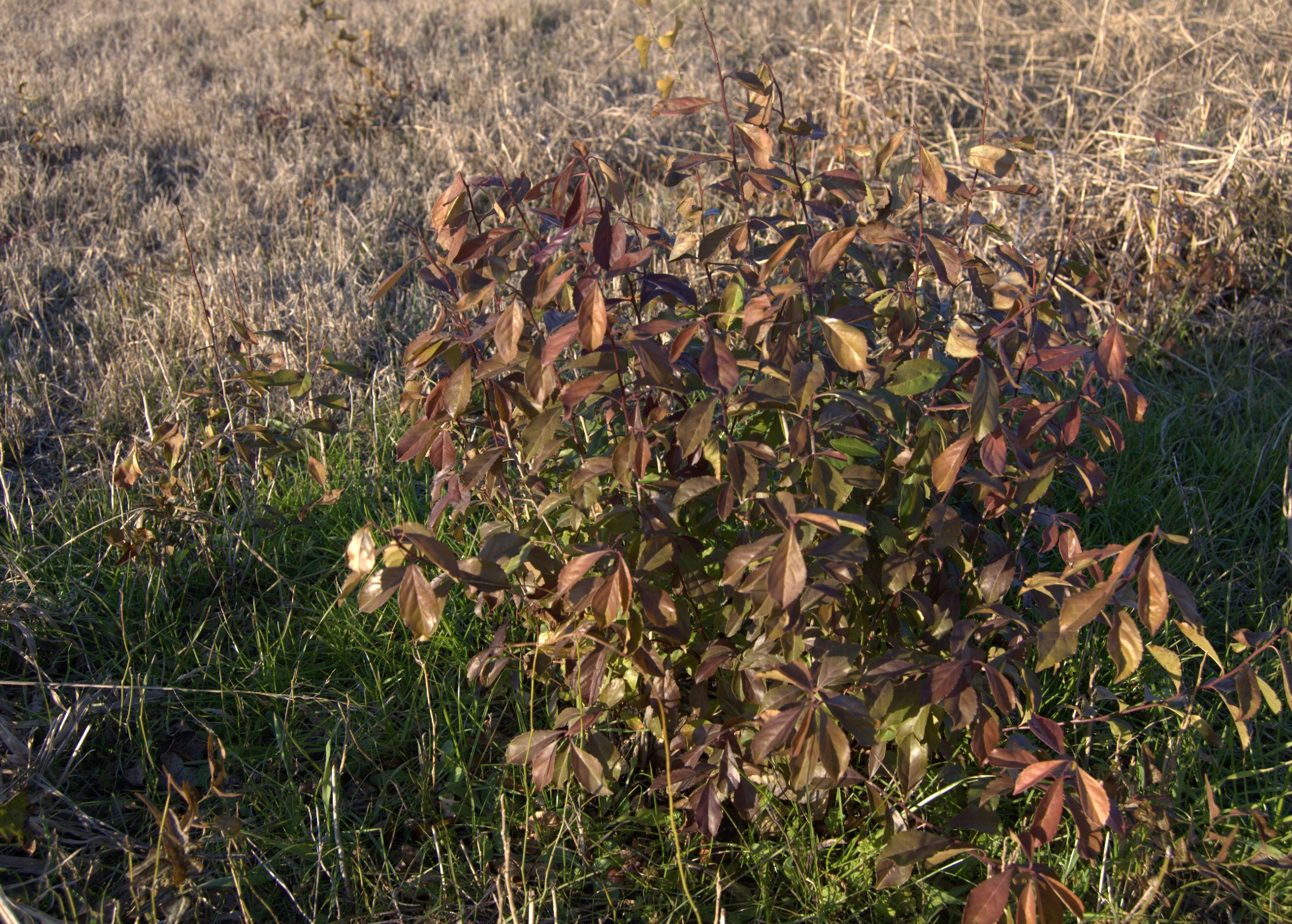 Prunus sp.