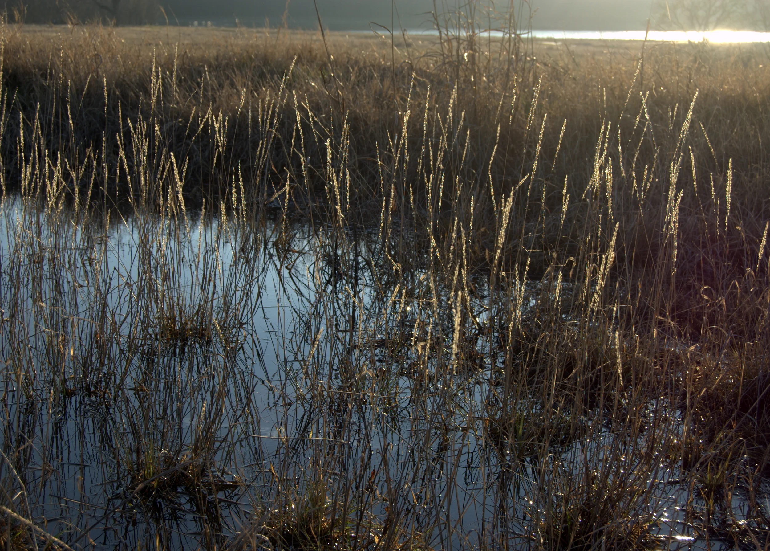Tridens albescens