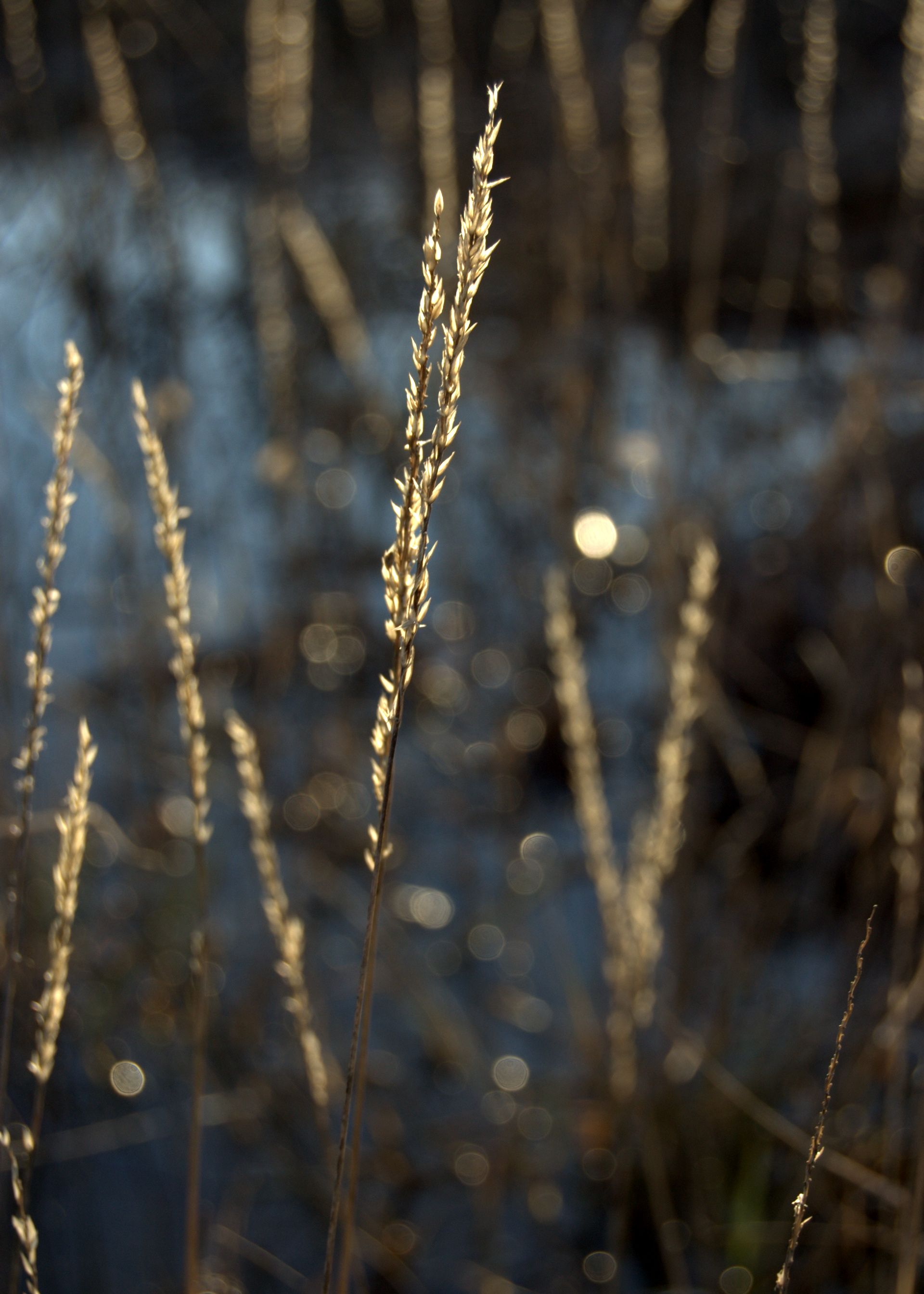 Tridens albescens