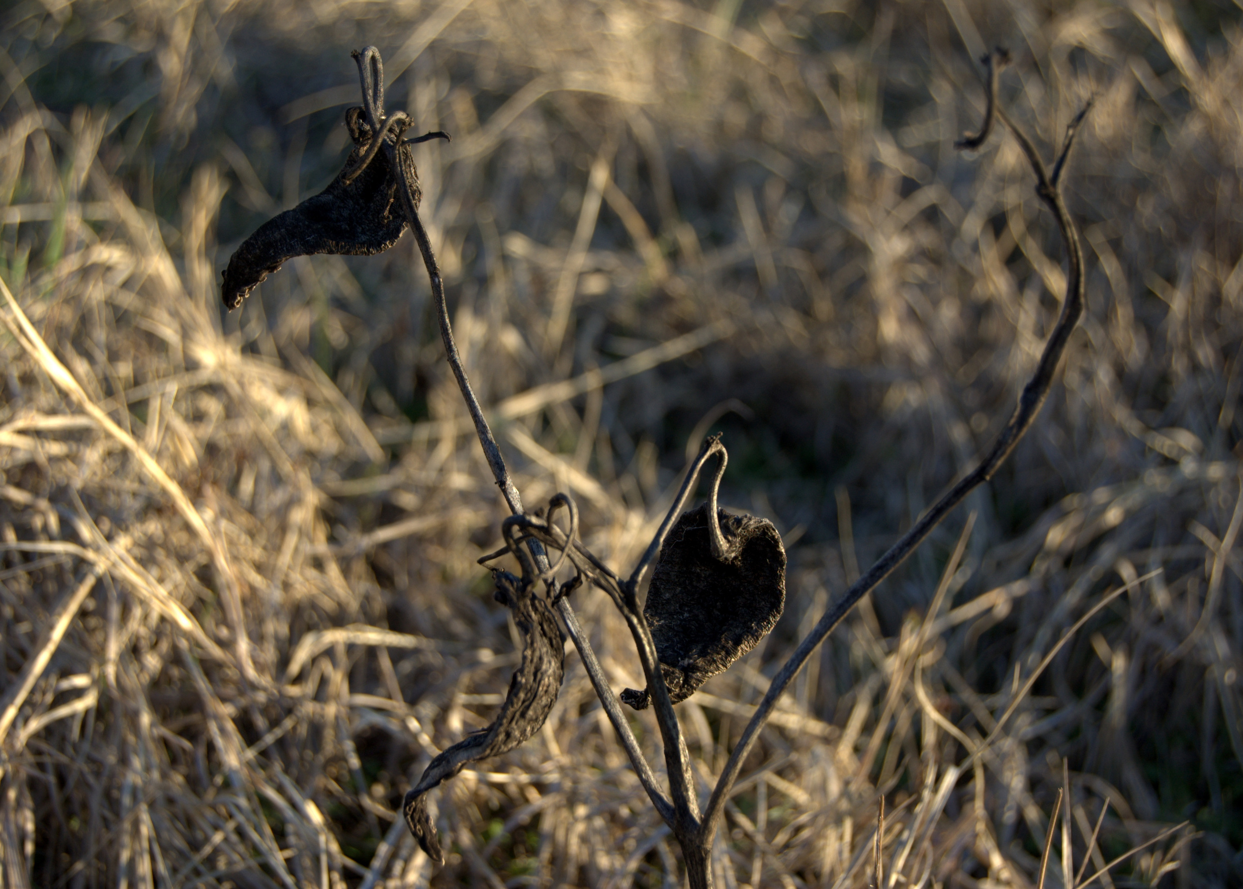 Asclepias sp.
