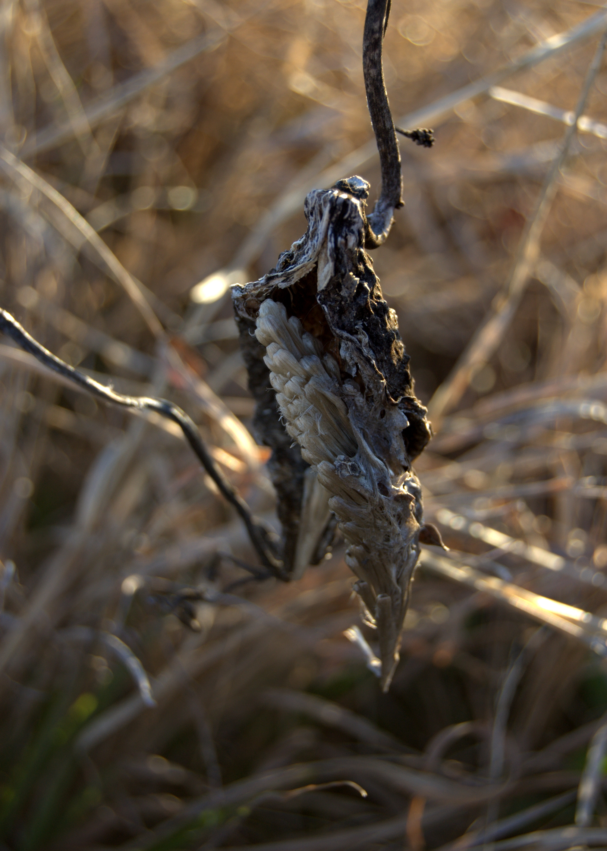 Asclepias sp.