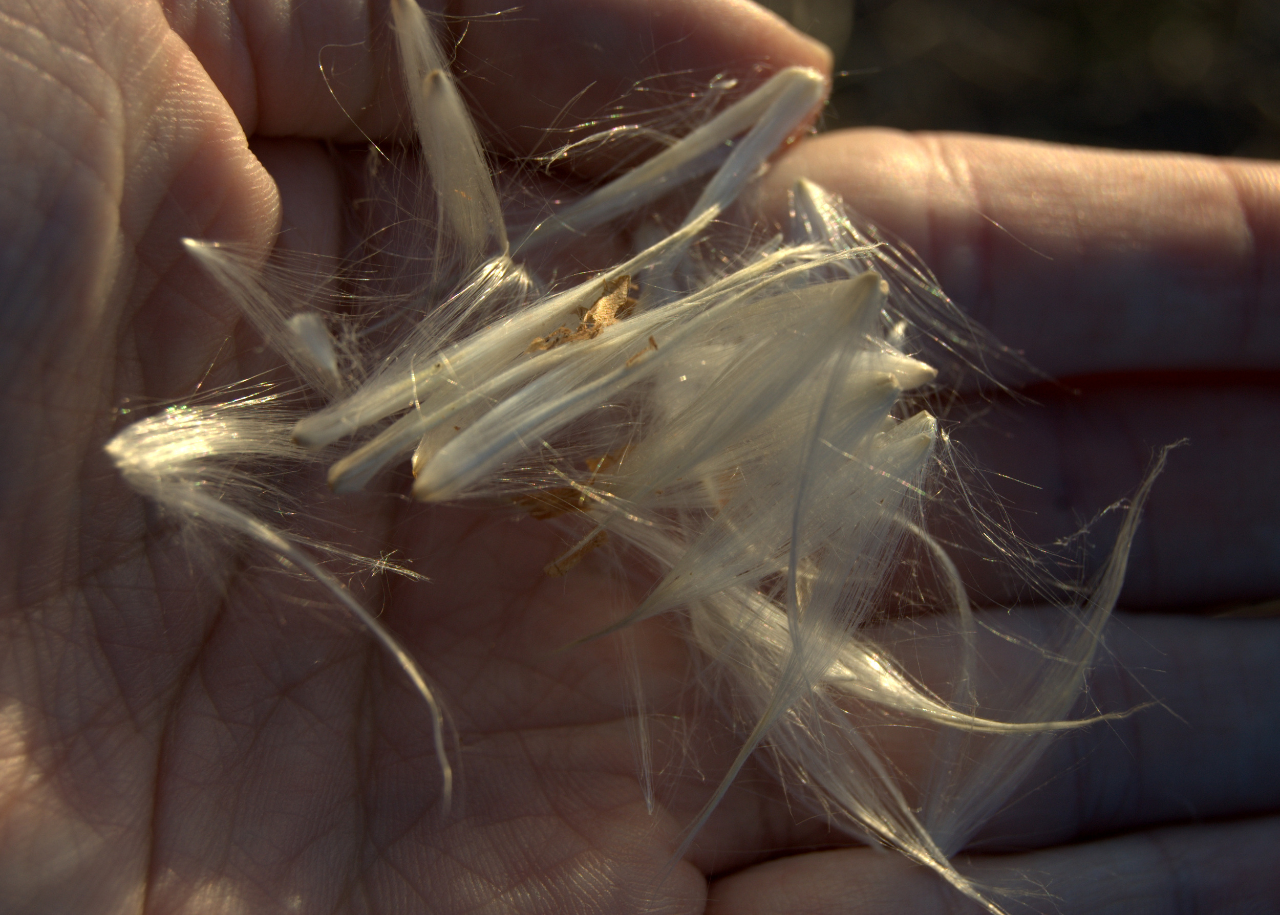 Asclepias sp. seed