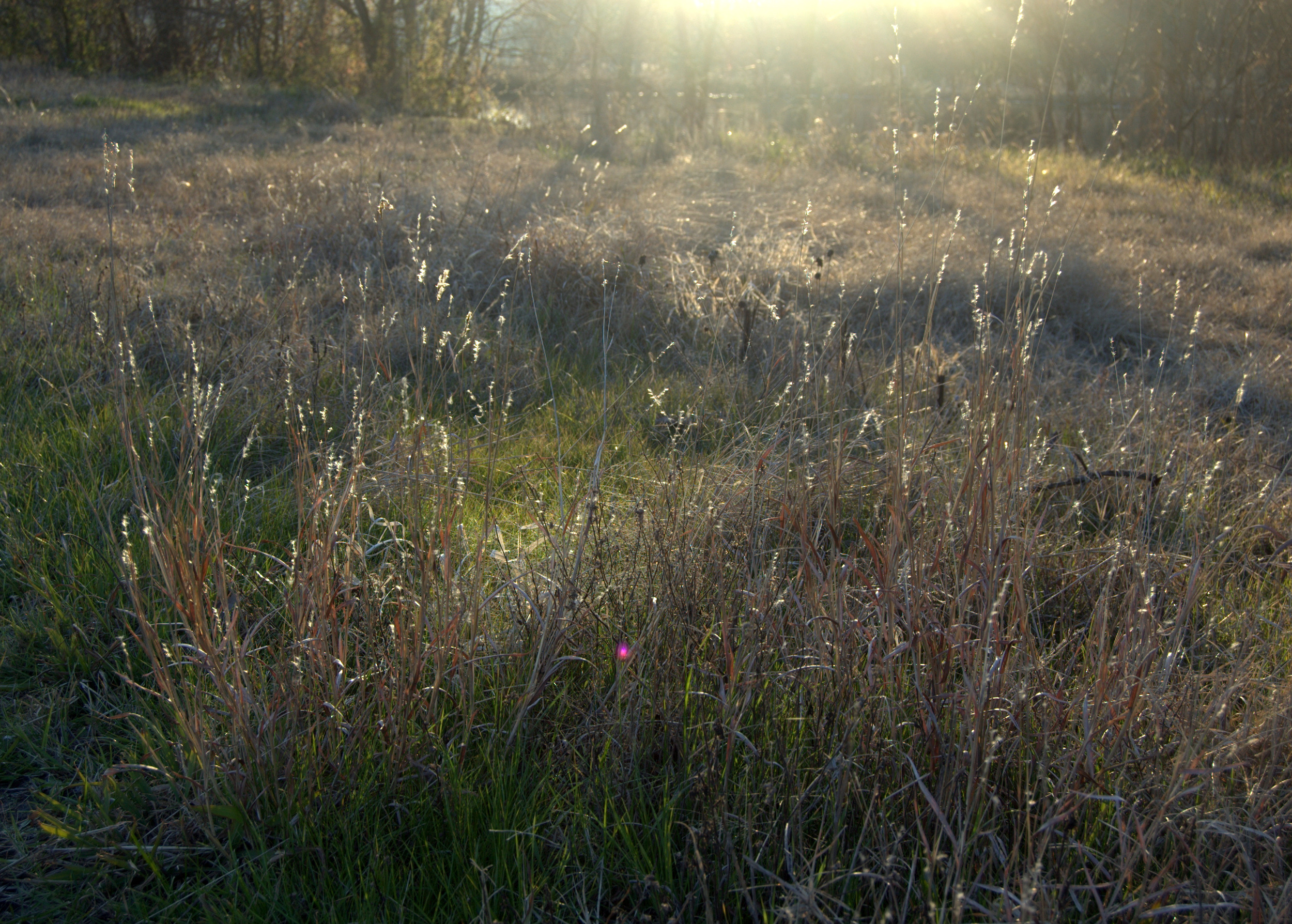Bothriochloa laguroides