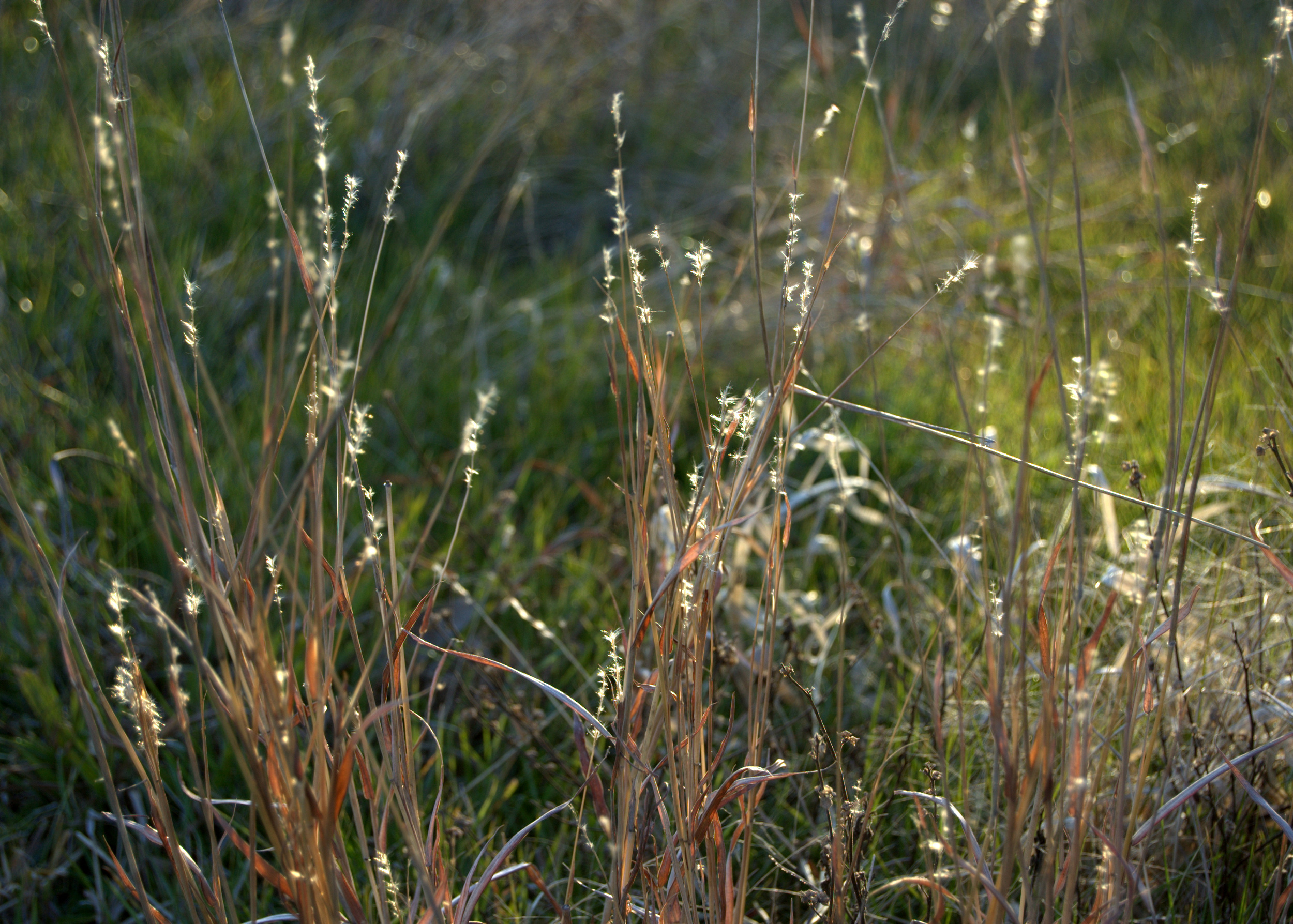 Bothriochloa laguroides