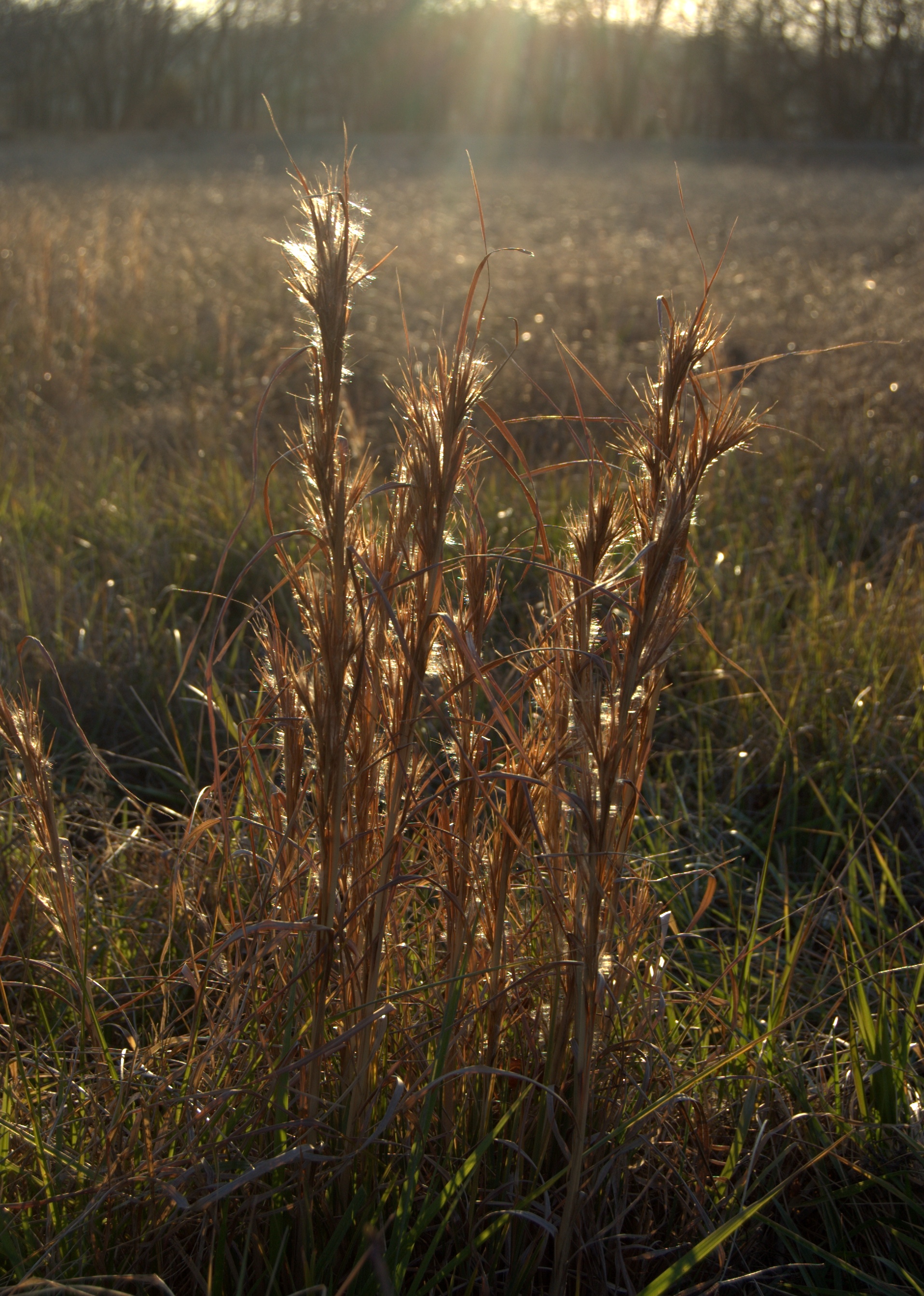 Andropogon glomeratus