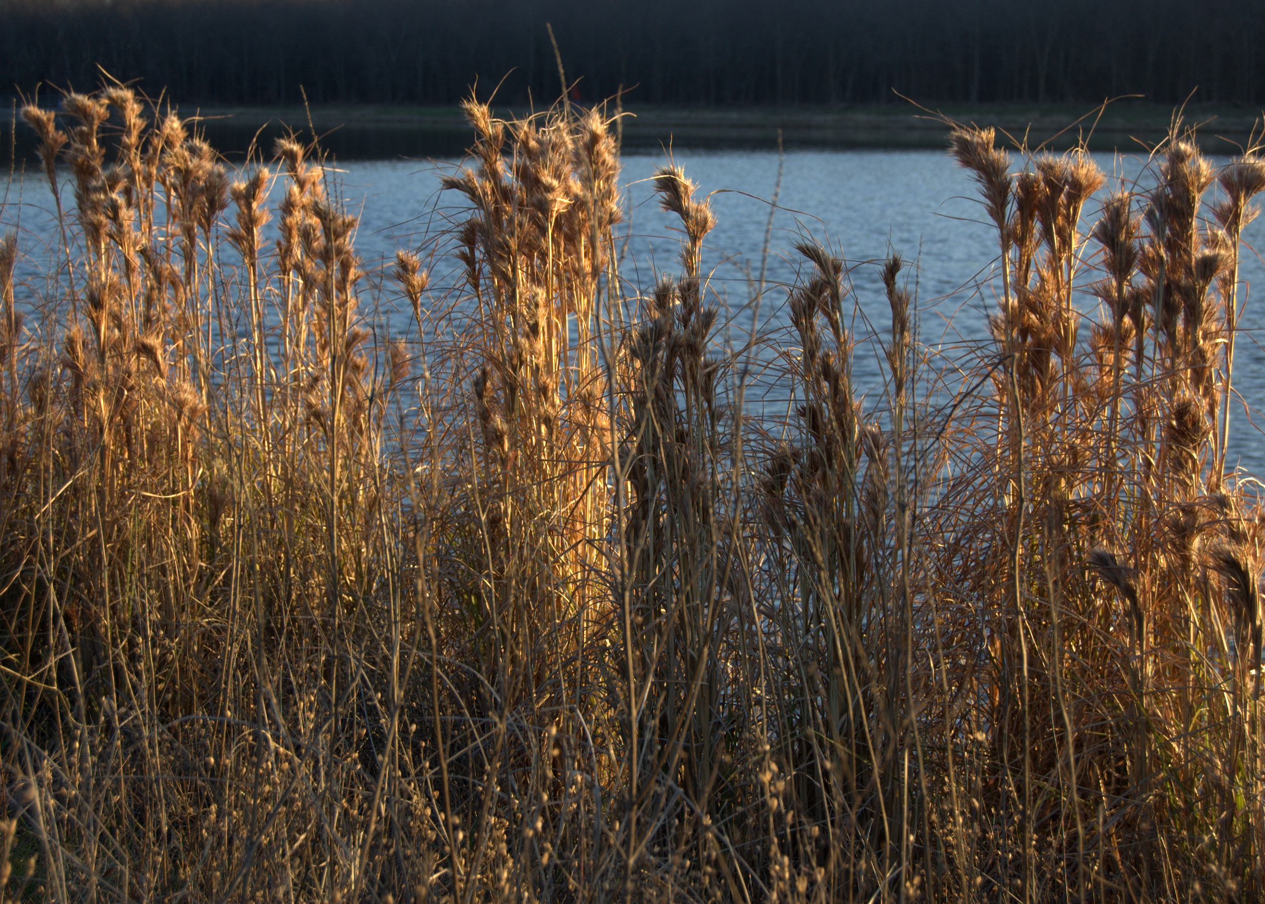 Andropogon glomeratus
