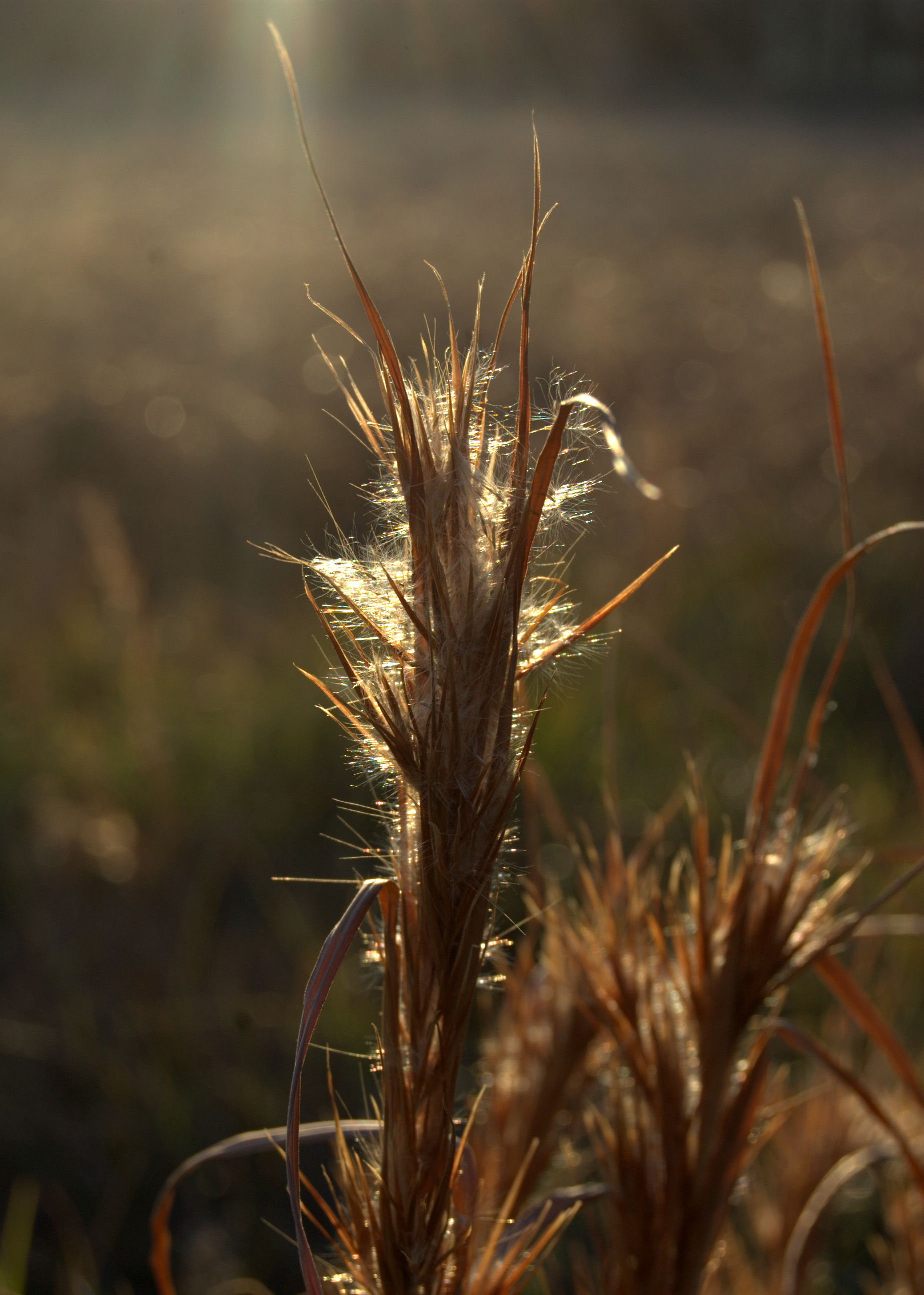Andropogon glomeratus