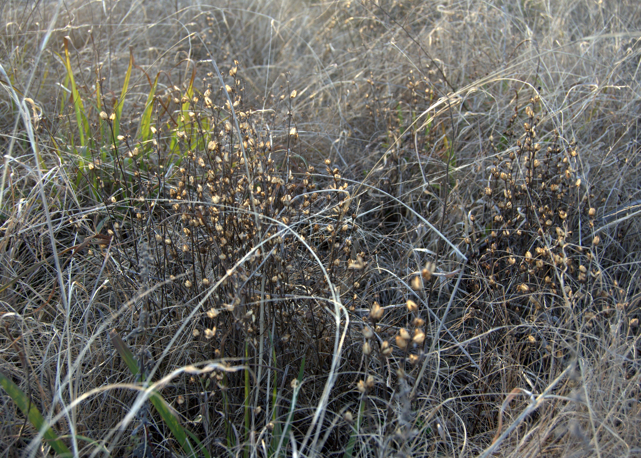Agalinis heterophylla