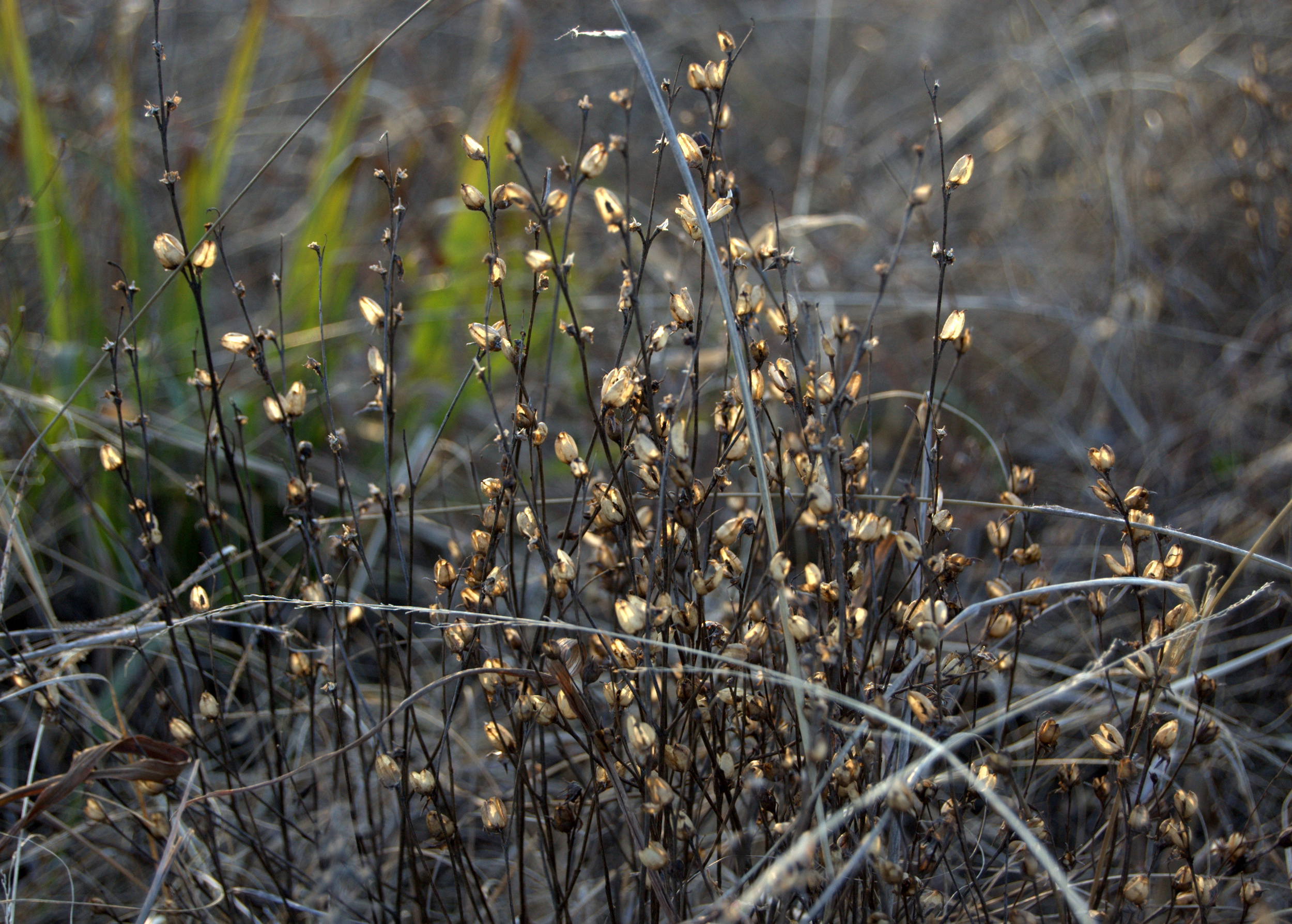 Agalinis heterophylla