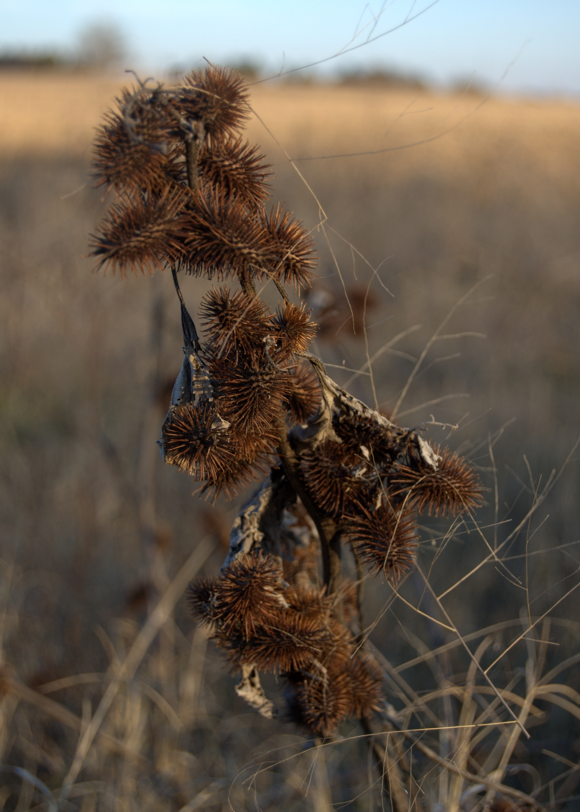 Xanthium strumarium