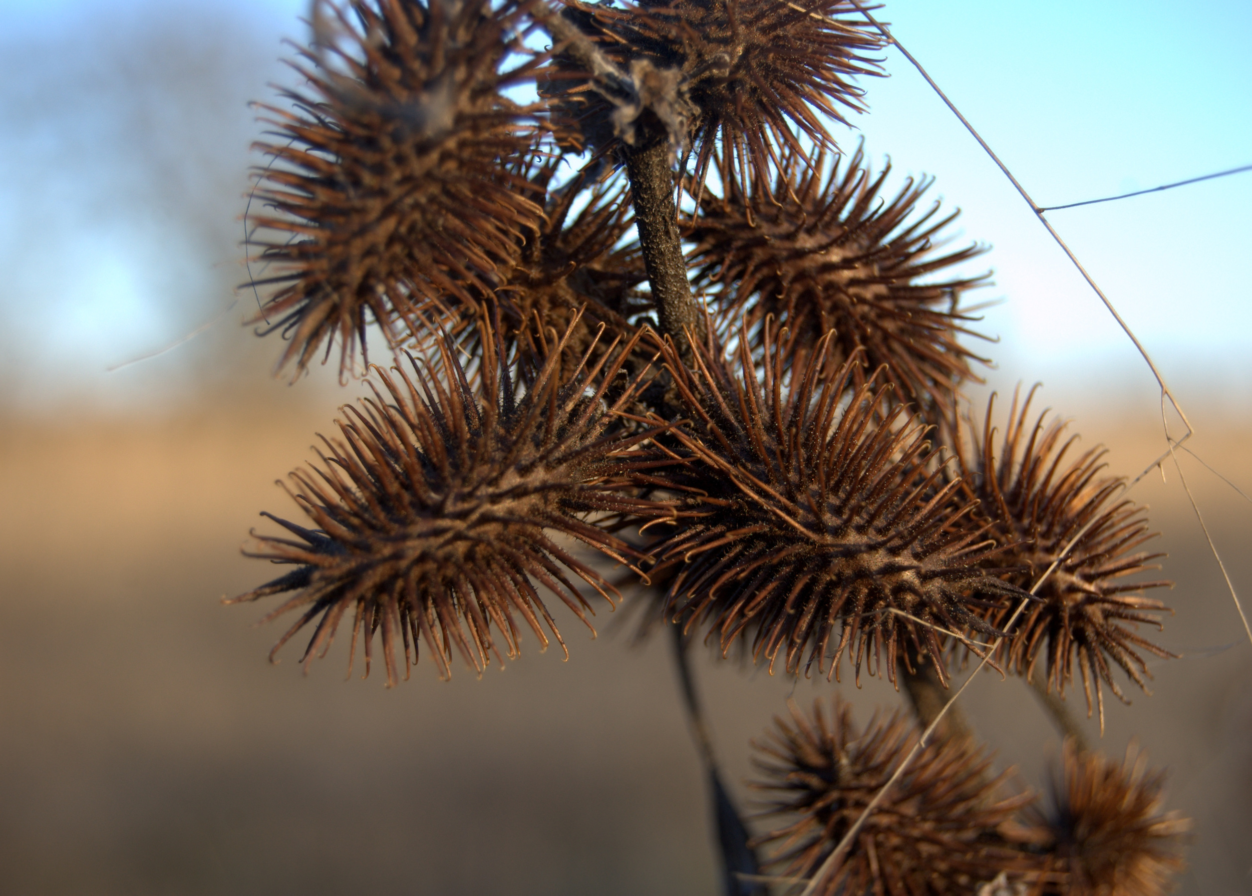 Xanthium strumarium