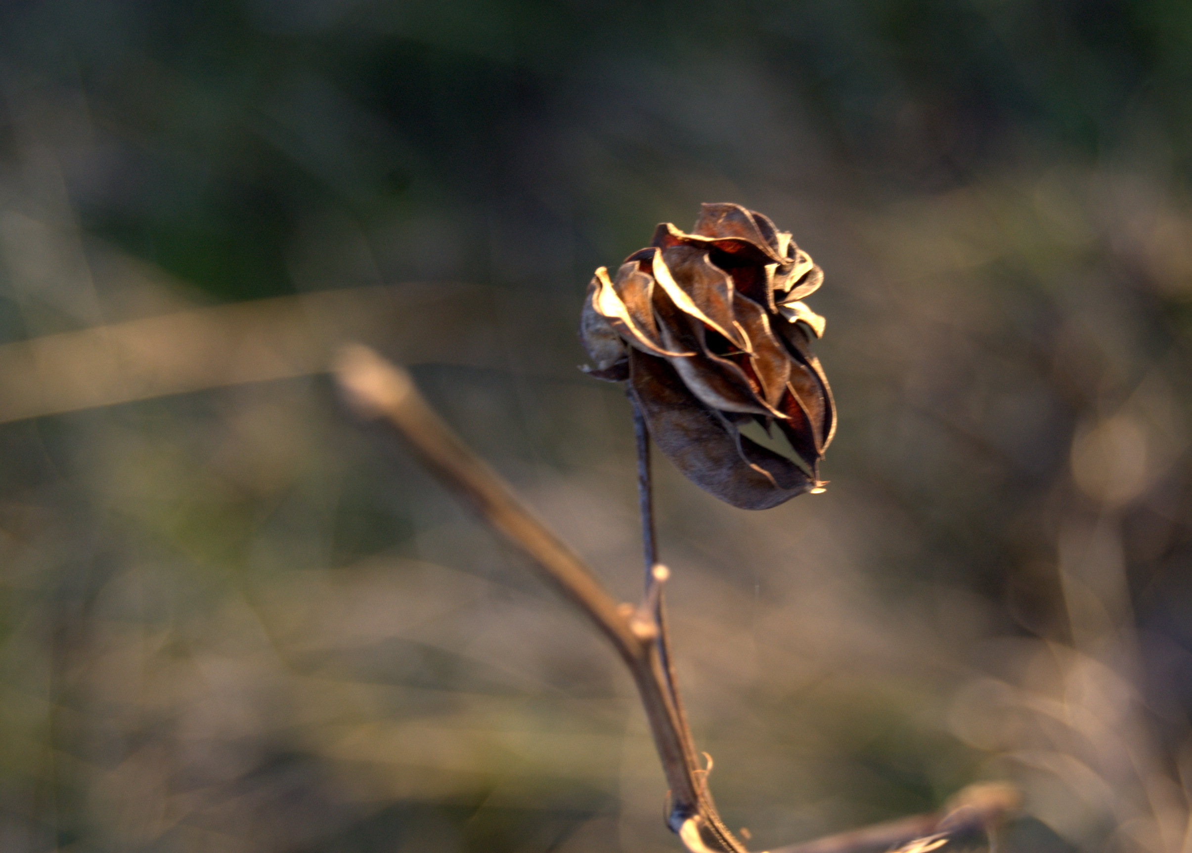 Desmanthus illinoensis