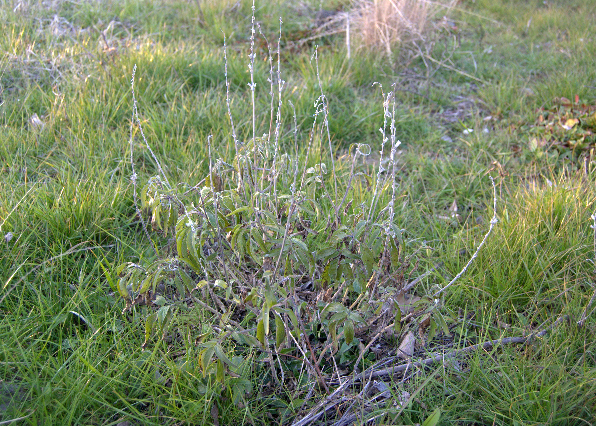 Salvia farinaceae
