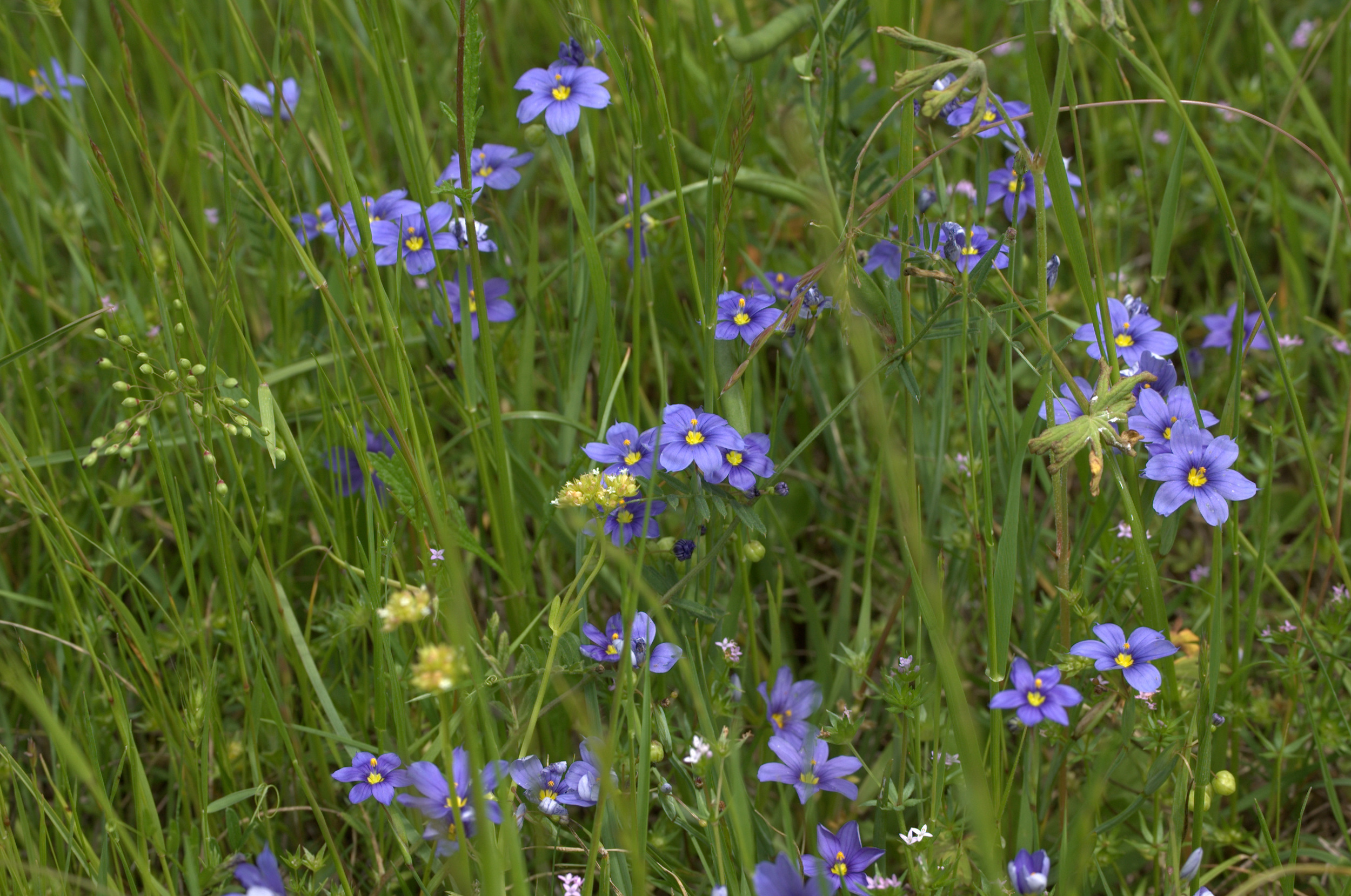 Sisyrinchium angustifolium, Blue Eyed Grass