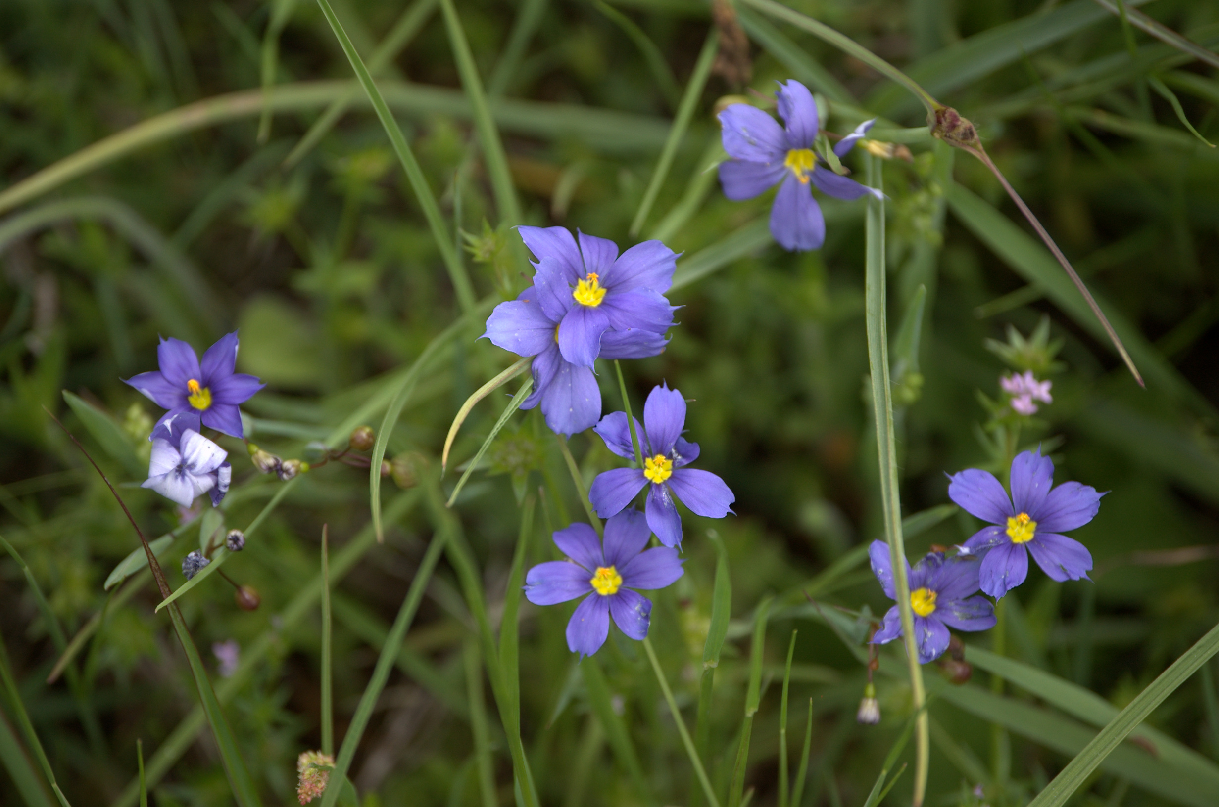Sisyrinchium angustifolium, Blue Eyed Grass