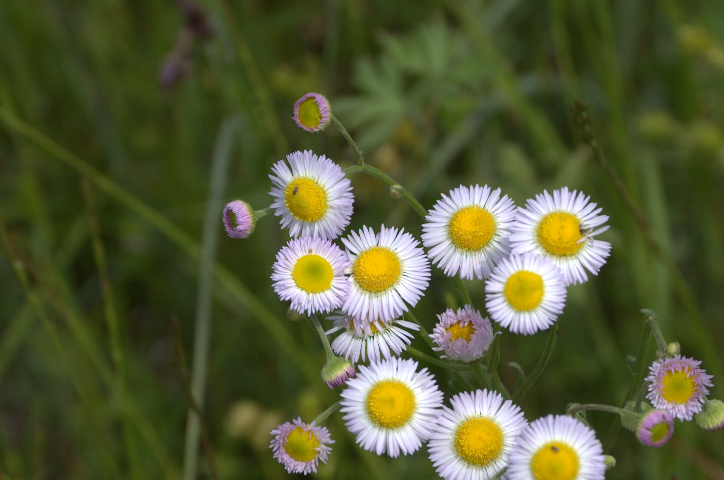 Erigeron annuus, Daisy Fleabane
