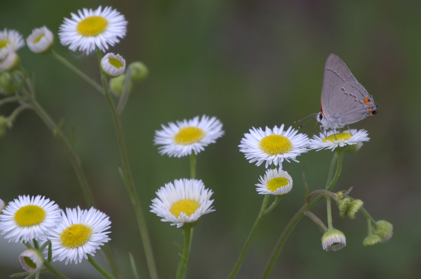 Erigeron annuus, Daisy Fleabane