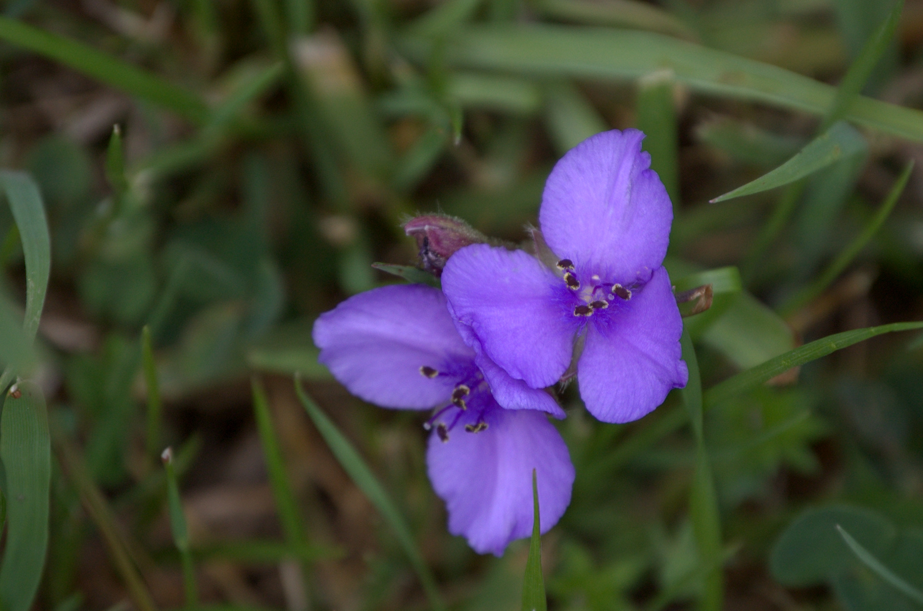 Tradescantia sp., Spiderwort
