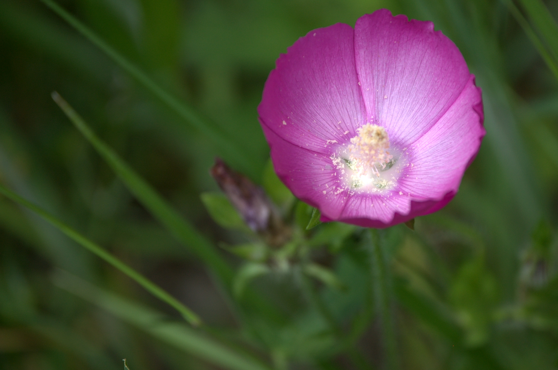 Callirhoe involucrata, Winecup