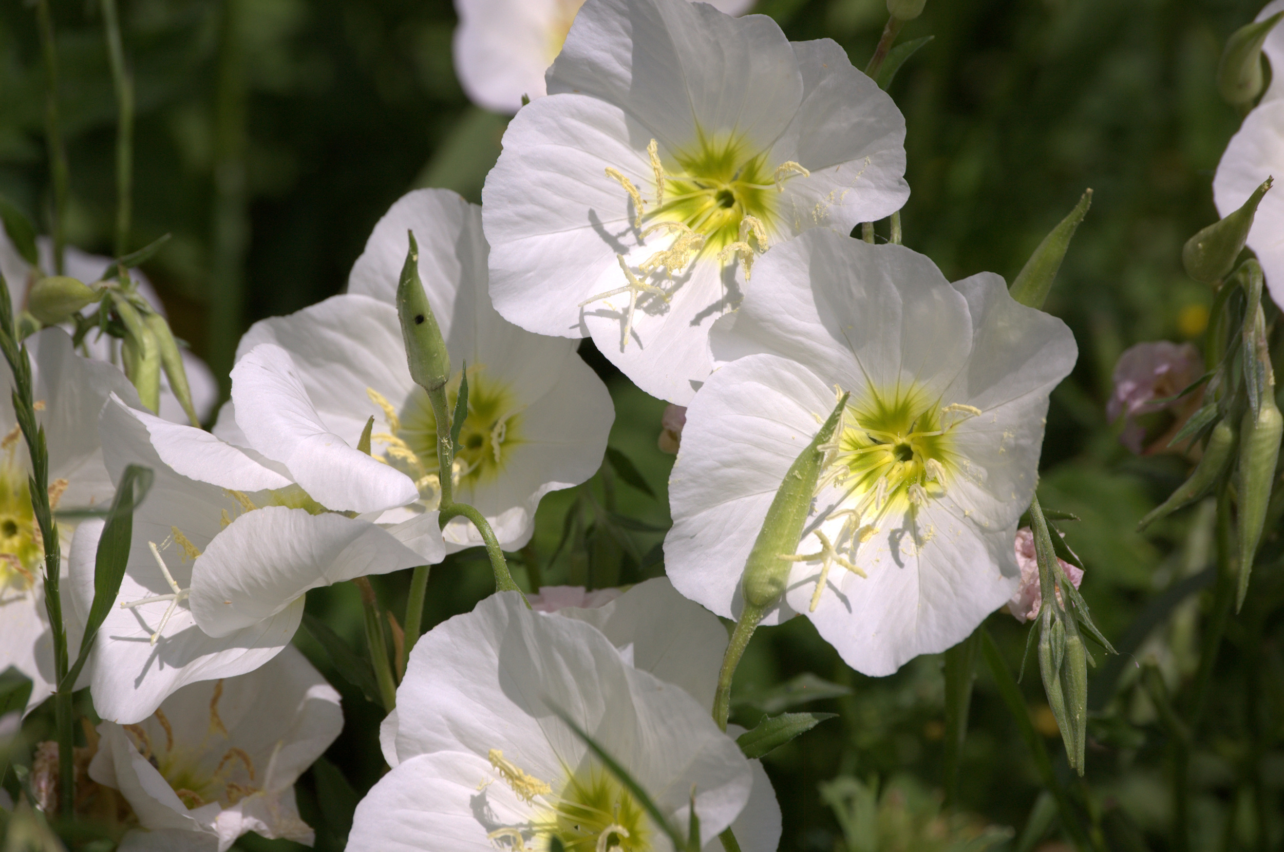 Oenothera speciosa, Showy Primrose