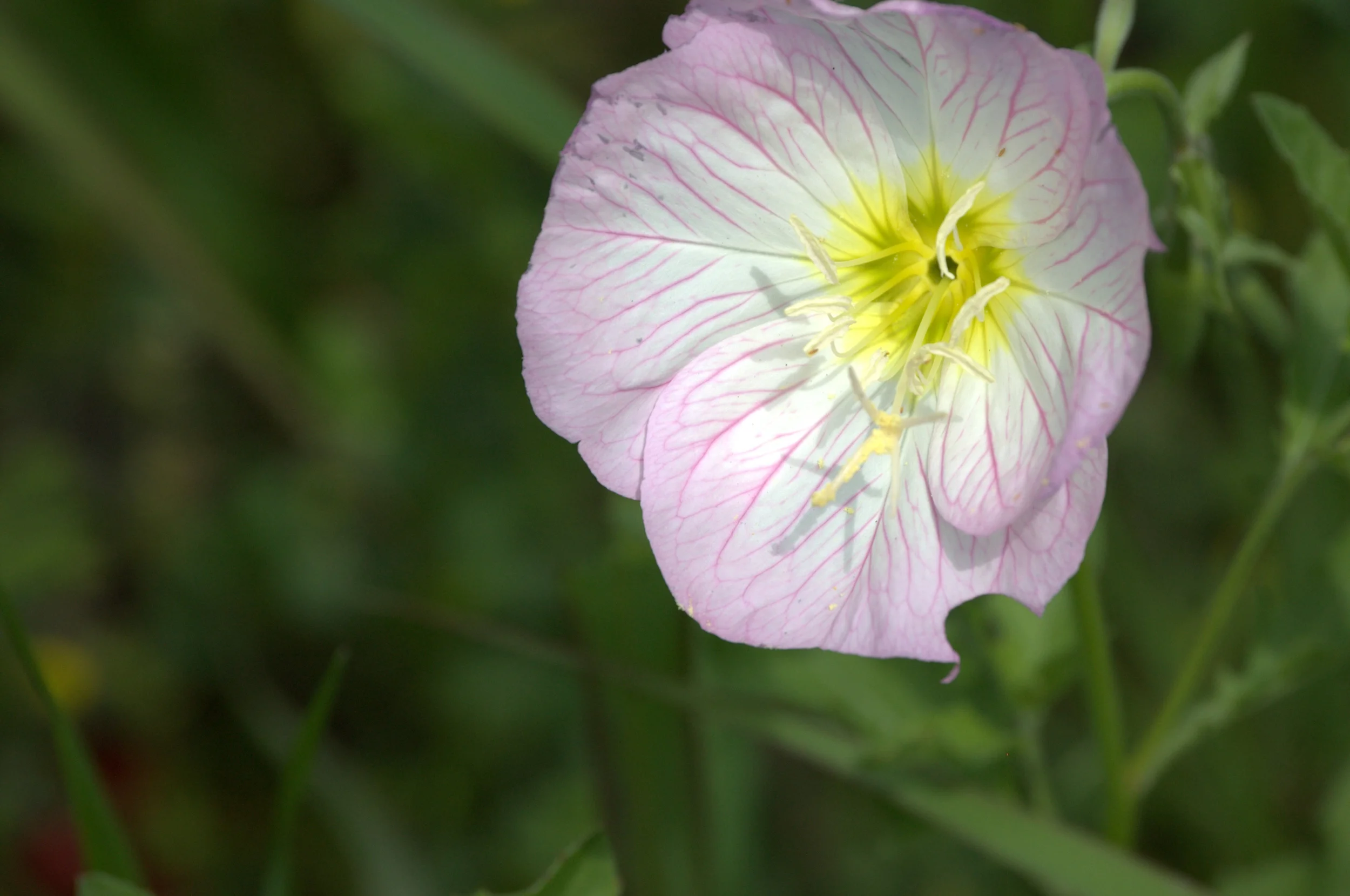 Oenothera speciosa, Showy Primrose