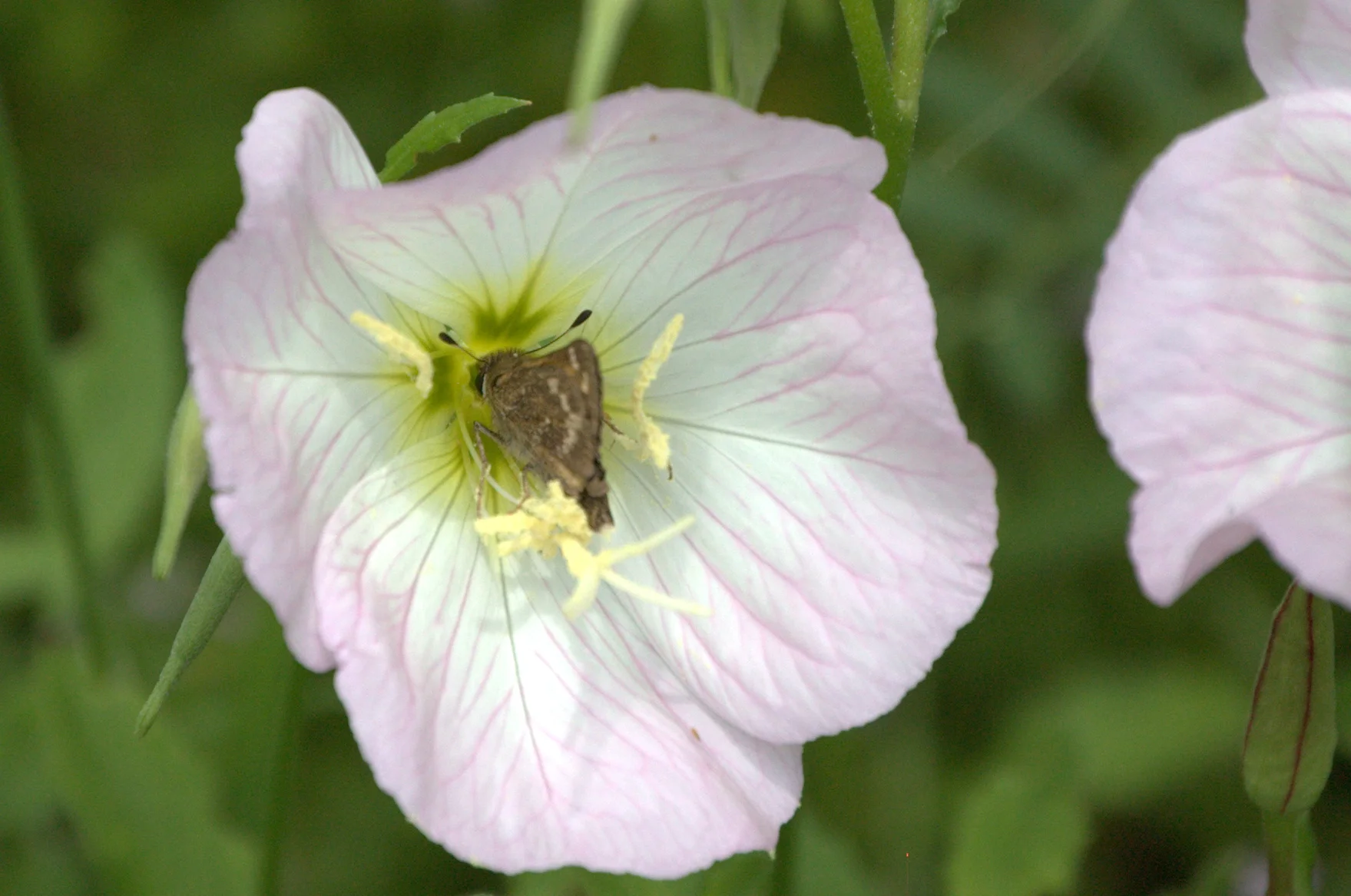 Oenothera speciosa, Showy Primrose