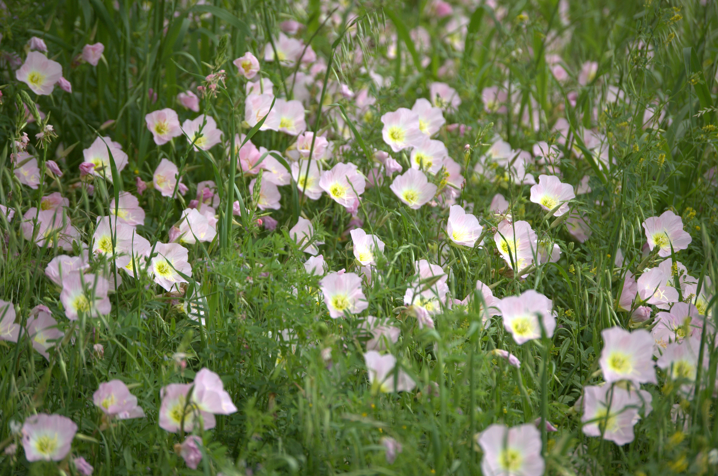 Oenothera speciosa, Showy Primrose