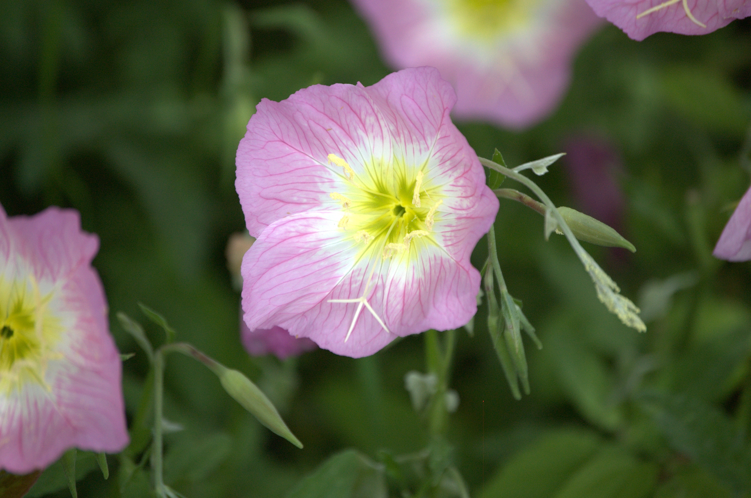Oenothera speciosa, Showy Primrose